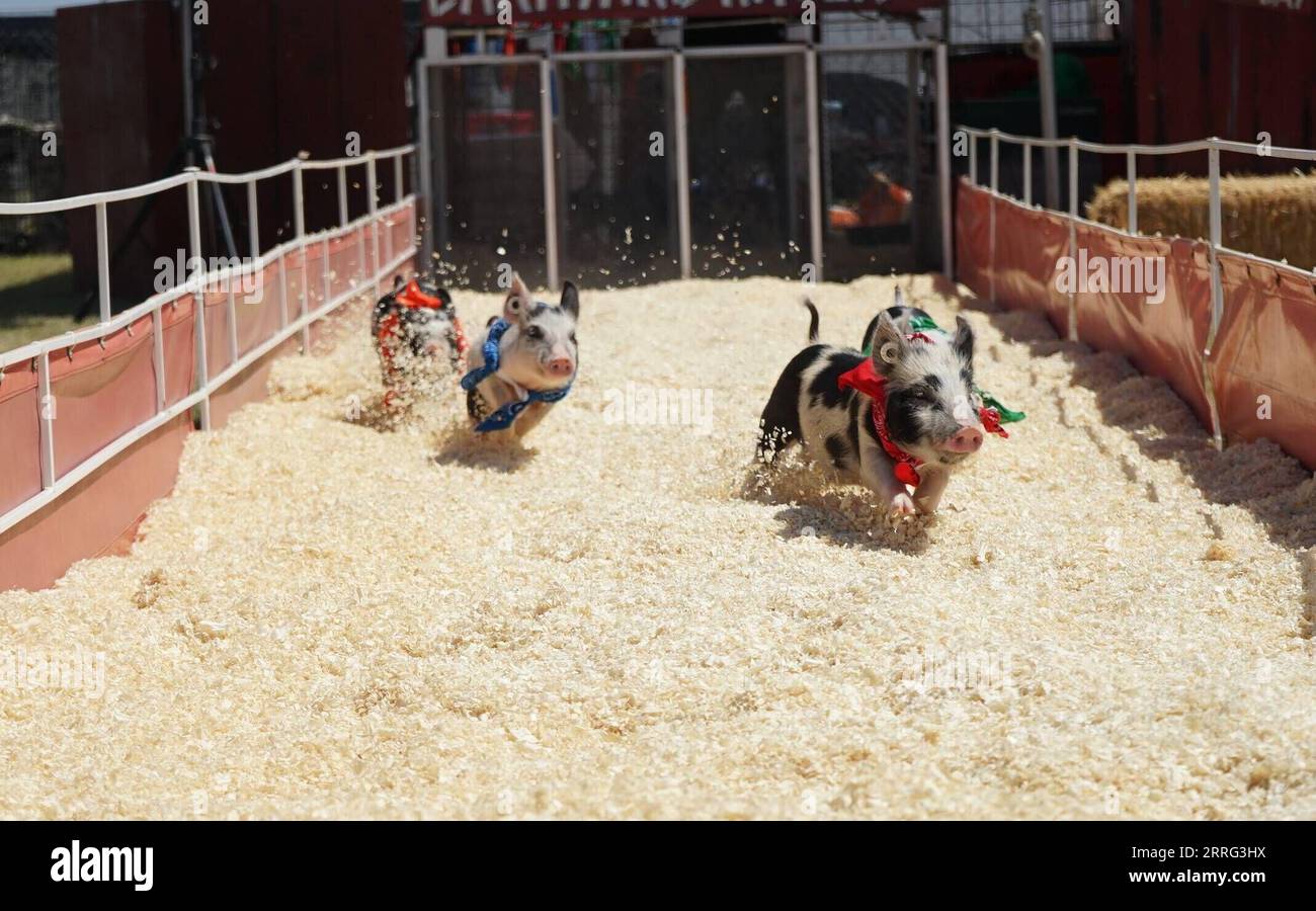 220506 -- LOS ANGELES, le 6 mai 2022 -- course de cochons lors de la foire du comté de Los Angeles 2022 en Californie, aux États-Unis, le 5 mai 2022. La foire du comté de Los Angeles a été lancée jeudi après une pause de deux ans en raison de la pandémie de COVID-19. Photo de /Xinhua U.S.-LOS ANGELES-COUNTY FAIR ZengxHui PUBLICATIONxNOTxINxCHN Banque D'Images