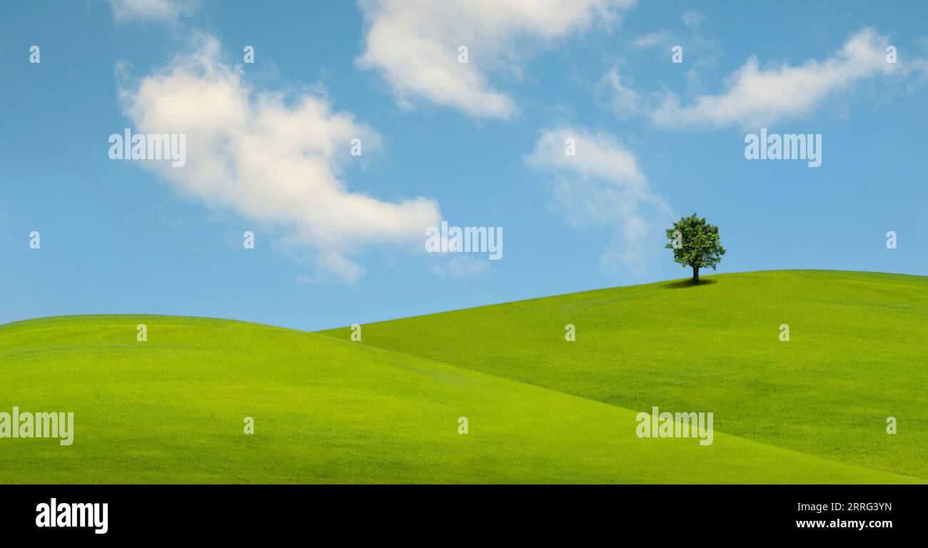 Arbre solitaire sur l'herbe verte luxuriante devant le ciel bleu sur une colline dans la campagne toscane, Italie Banque D'Images