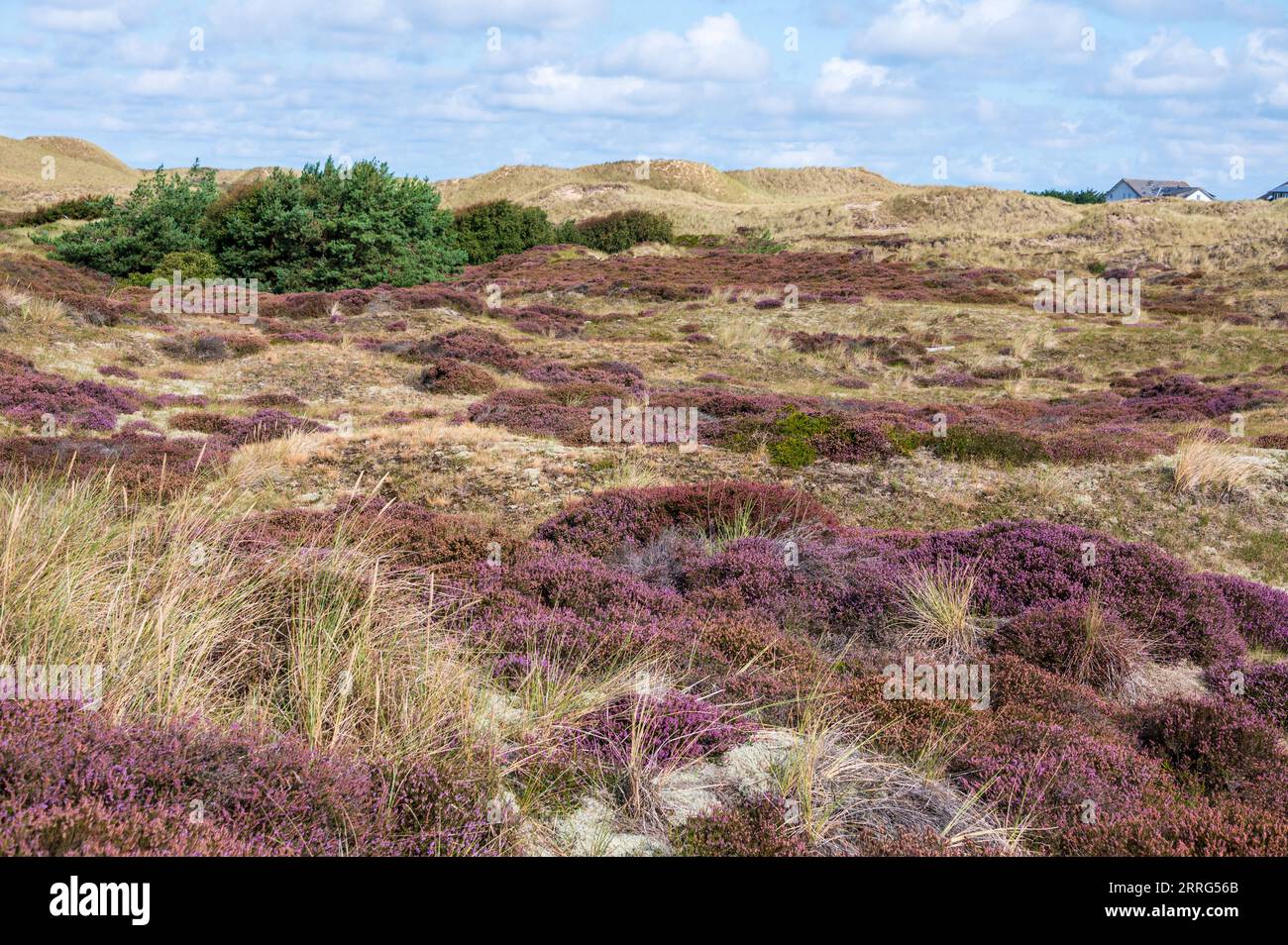 Heidelandschaft in den Dünen von Amrum Banque D'Images