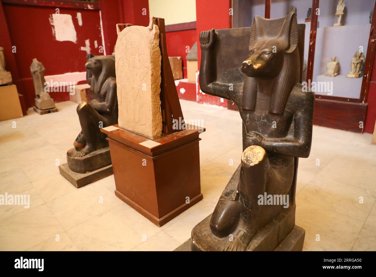 220515 -- LE CAIRE, le 15 mai 2022 -- une photo prise le 14 mai 2022 montre une statue du dieu Anubis au Musée égyptien du Caire, en Égypte. En tant que divinité funéraire, Anubis est associé à la momification, aux rituels funéraires et au cimetière dans le mythe égyptien antique, généralement représenté comme un canin noir, ou un homme avec tête de canin. Il peut être trouvé à un grand nombre d'antiquités pharaoniques au Musée égyptien mondialement connu. ÉGYPTE-CAIRE-MUSÉE ÉGYPTIEN-ANUBIS SuixXiankai PUBLICATIONxNOTxINxCHN Banque D'Images