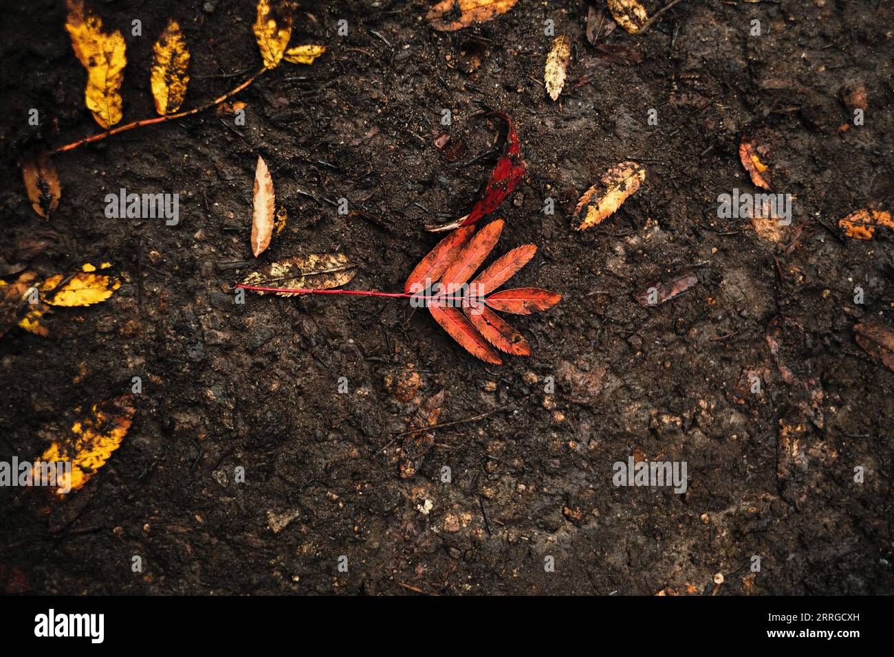 feuille rouge sur le sol brun Banque D'Images