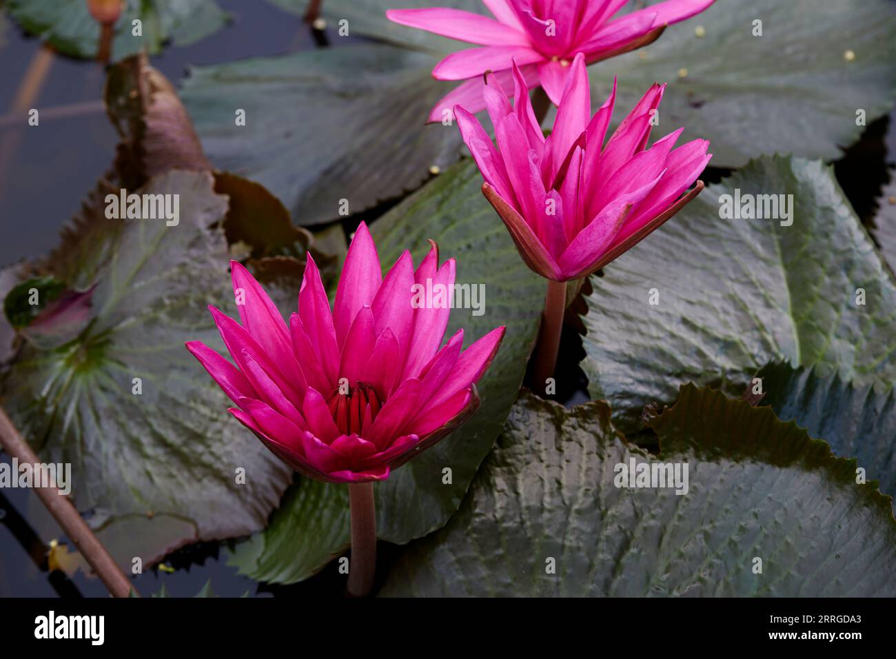 Nénuphars roses fleurissant au-dessus de l'eau Banque D'Images