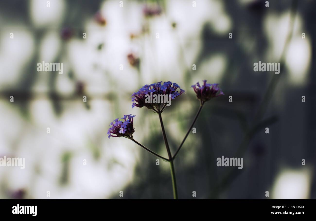 Verveine bonariensis L. verveine de la cime purpletop contre un mur de jardin Banque D'Images