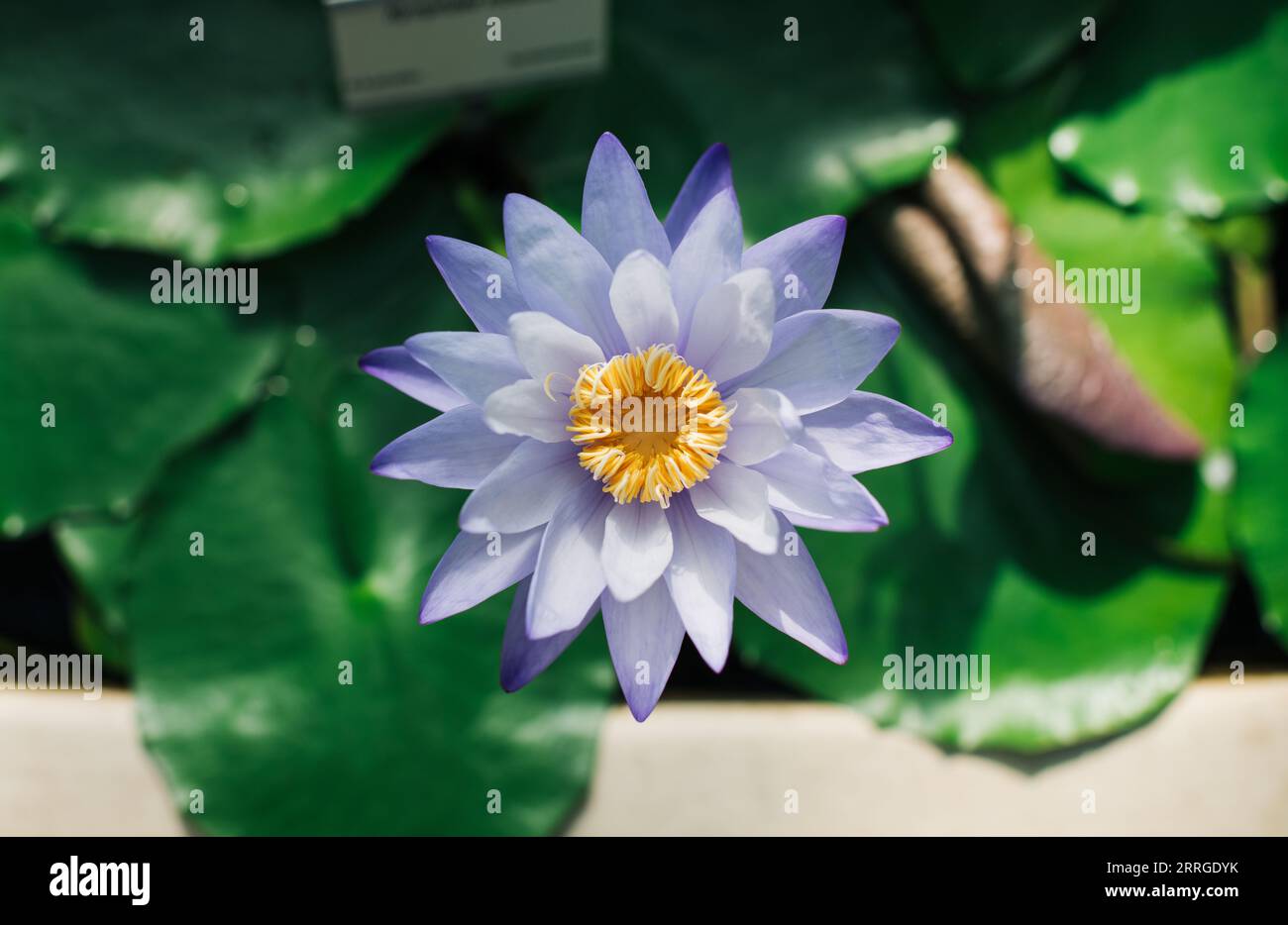 belle fleur tropicale dans un jardin botanique Banque D'Images