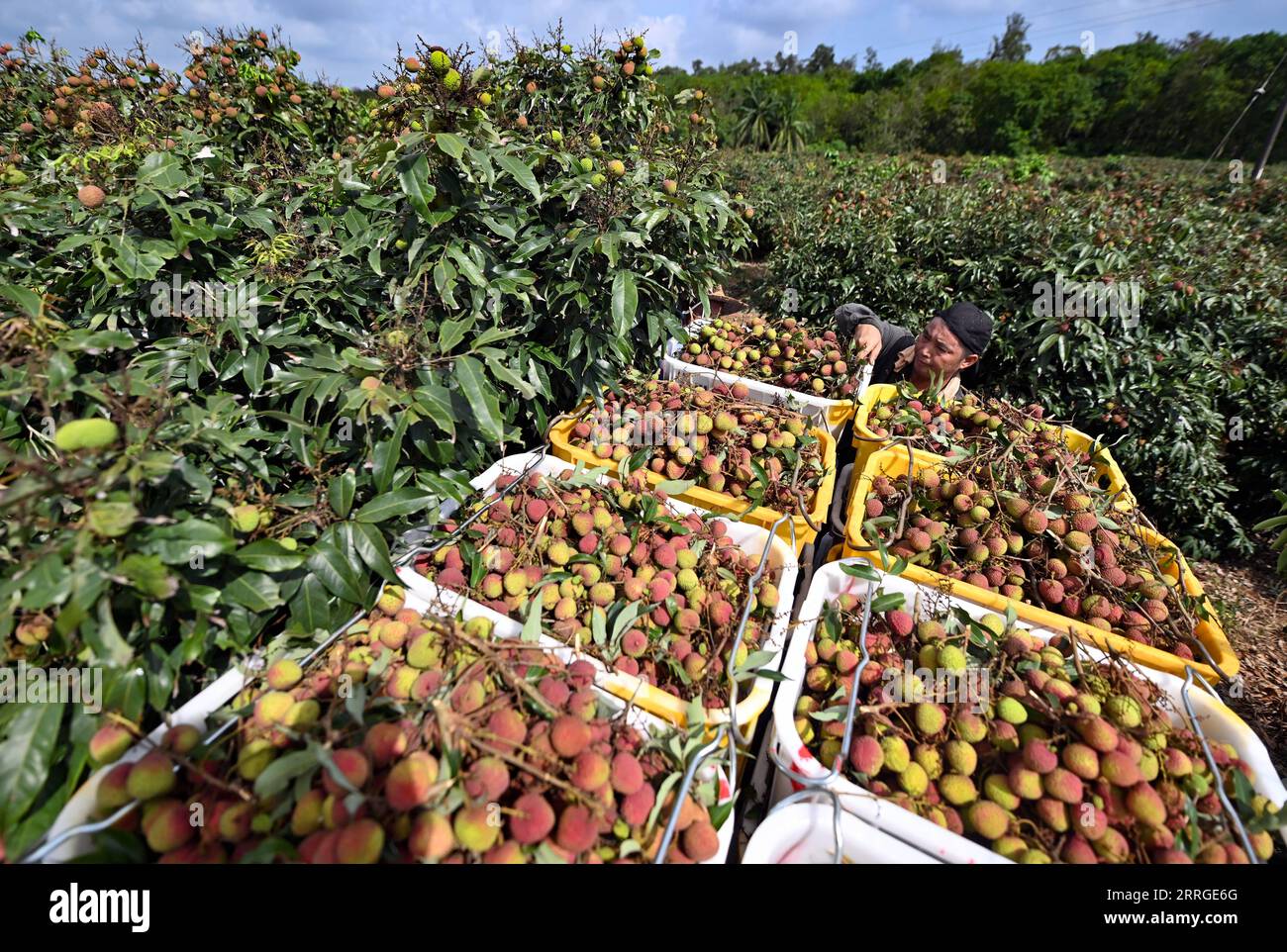 220519 -- CHENGMAI, le 19 mai 2022 -- Un agriculteur charge des litchi dans la ville de Dafeng, dans le comté de Chengmai, dans la province de Hainan du sud de la Chine, le 19 mai 2022. La saison de récolte du litchi est arrivée dans le comté de Chengmai. CHINE-HAINAN-LITCHI RÉCOLTE CN GuoxCheng PUBLICATIONxNOTxINxCHN Banque D'Images