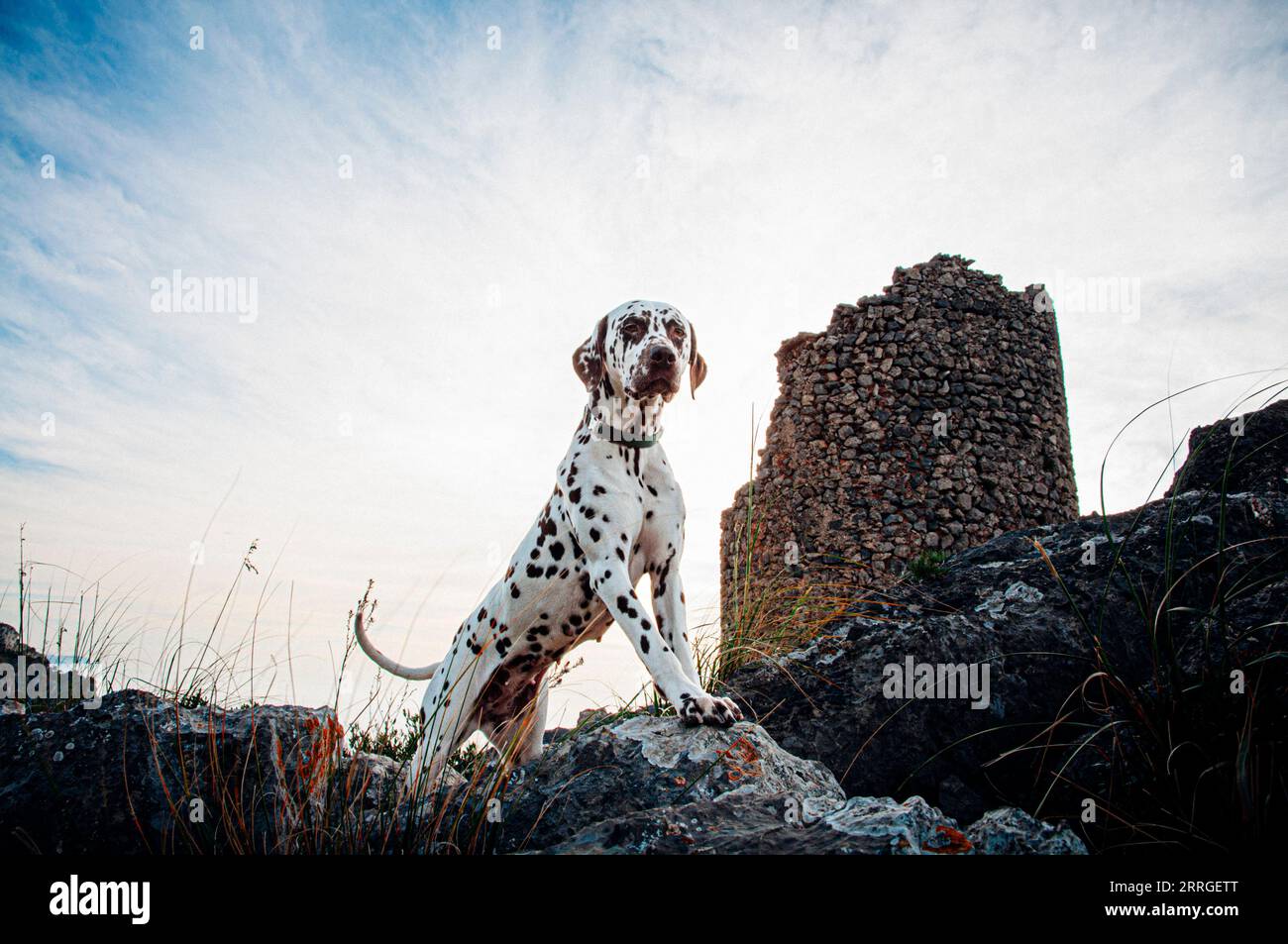 Chien dalmate observant l'horizon par une Watchtower Banque D'Images