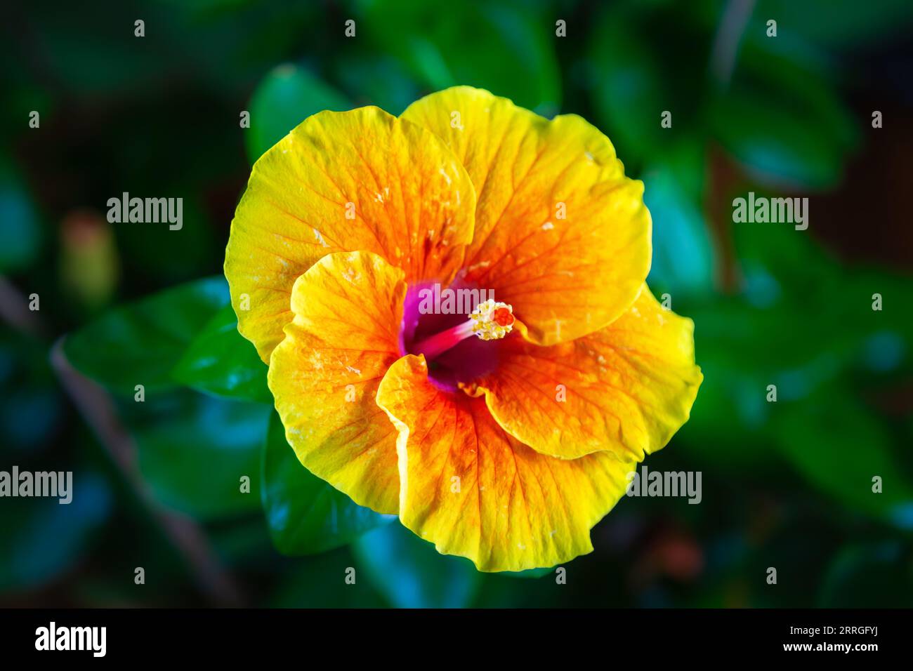 Gros plan fleur d'hibiscus jaune hawaïen. Macro shot de fleurs d'hibiscus dans le jardin. Gros plan extrême de fleur d'hibiscus. Les gouttes d'eau mouillent le Banque D'Images