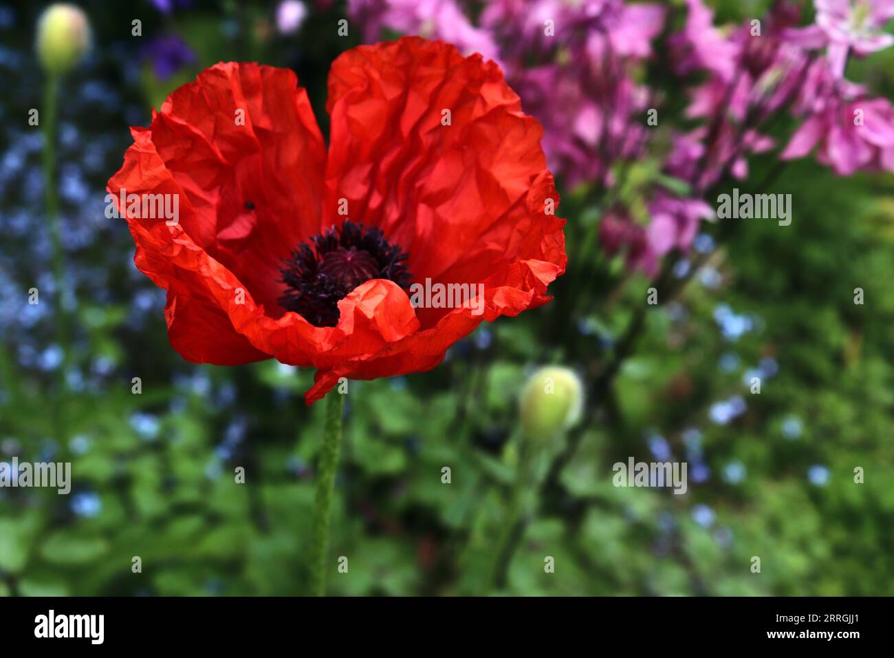 Belles fleurs de coquelicot rouge au soleil trouvées dans Un jardin vert Banque D'Images