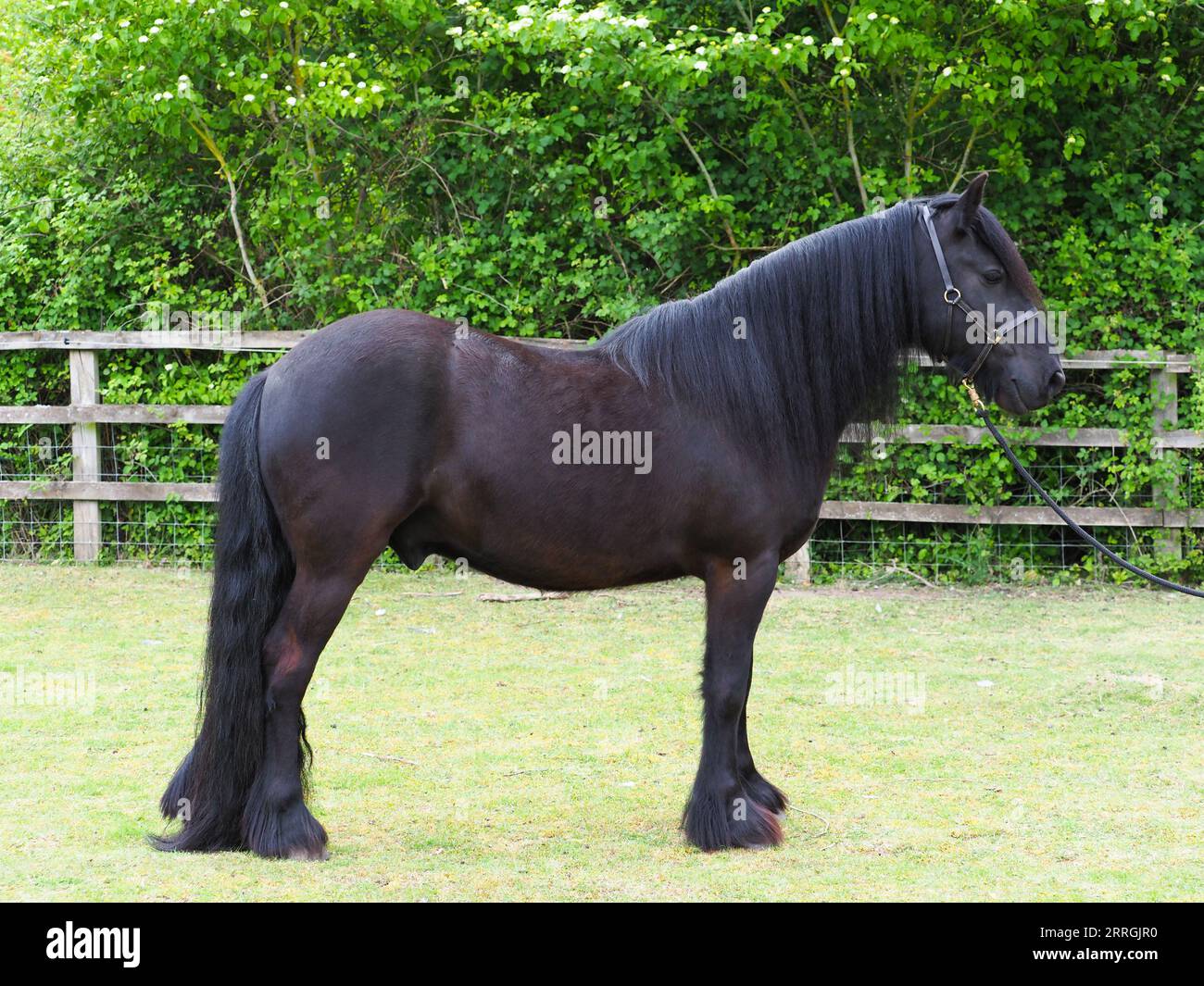 Un poney noir rare de race Dales dans un paddock. Banque D'Images
