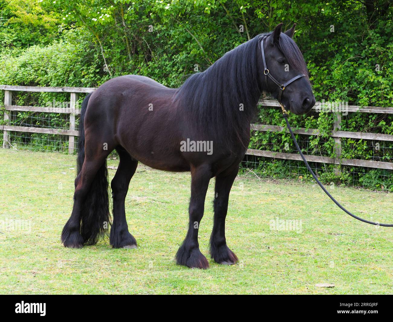 Un poney noir rare de race Dales dans un paddock. Banque D'Images