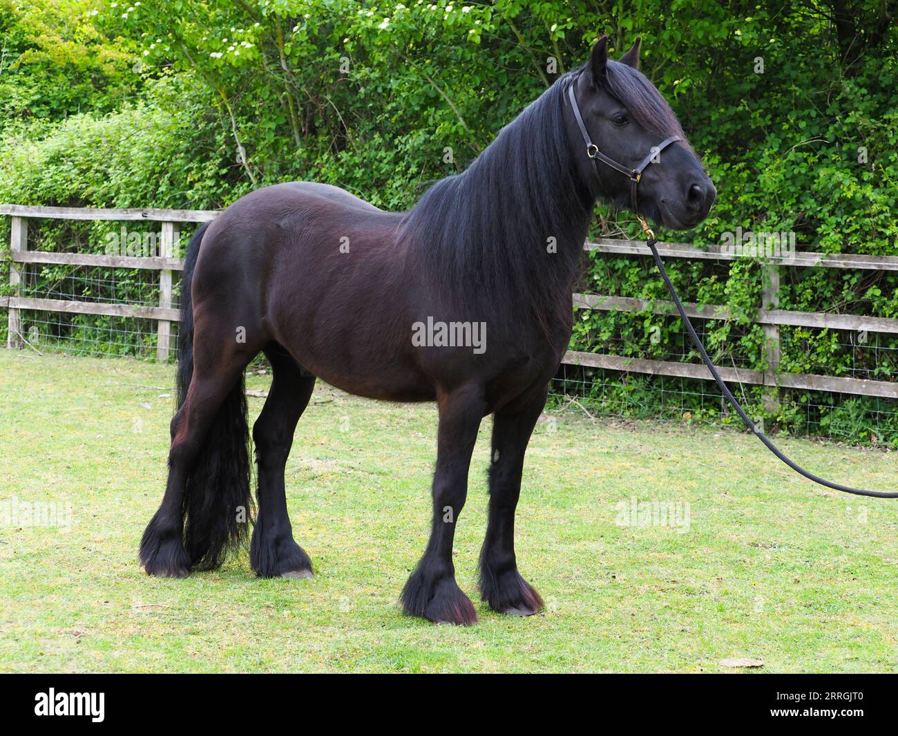 Un poney noir rare de race Dales dans un paddock. Banque D'Images