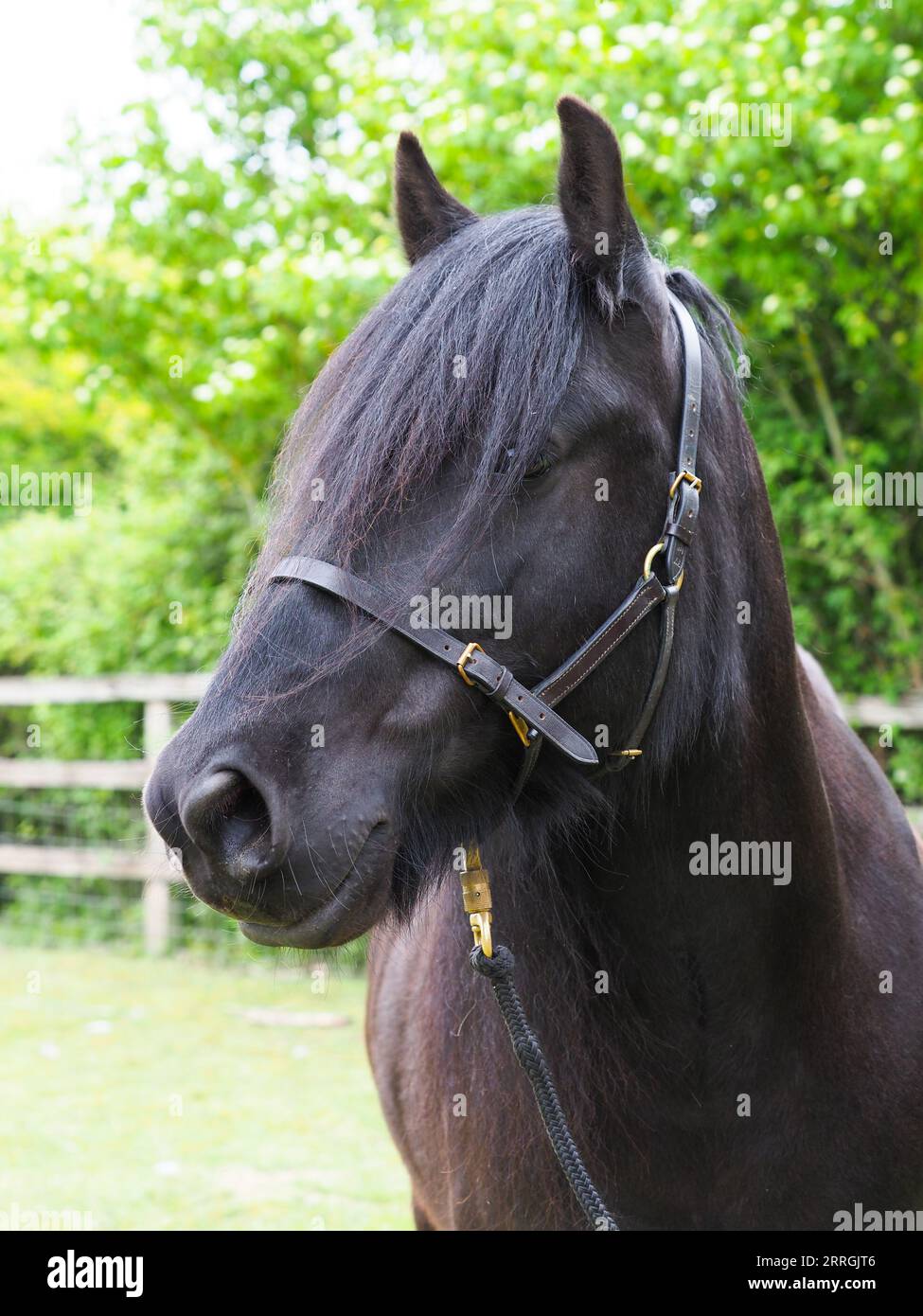 Une vue de tête d'un poney noir rare de race Dales dans un paddock. Banque D'Images