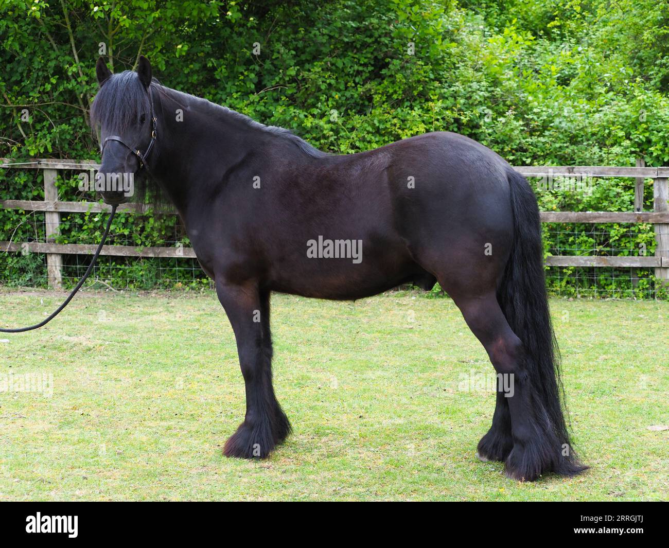 Un poney noir rare de race Dales dans un paddock. Banque D'Images