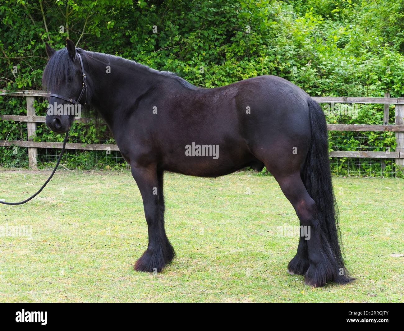 Un poney noir rare de race Dales dans un paddock. Banque D'Images