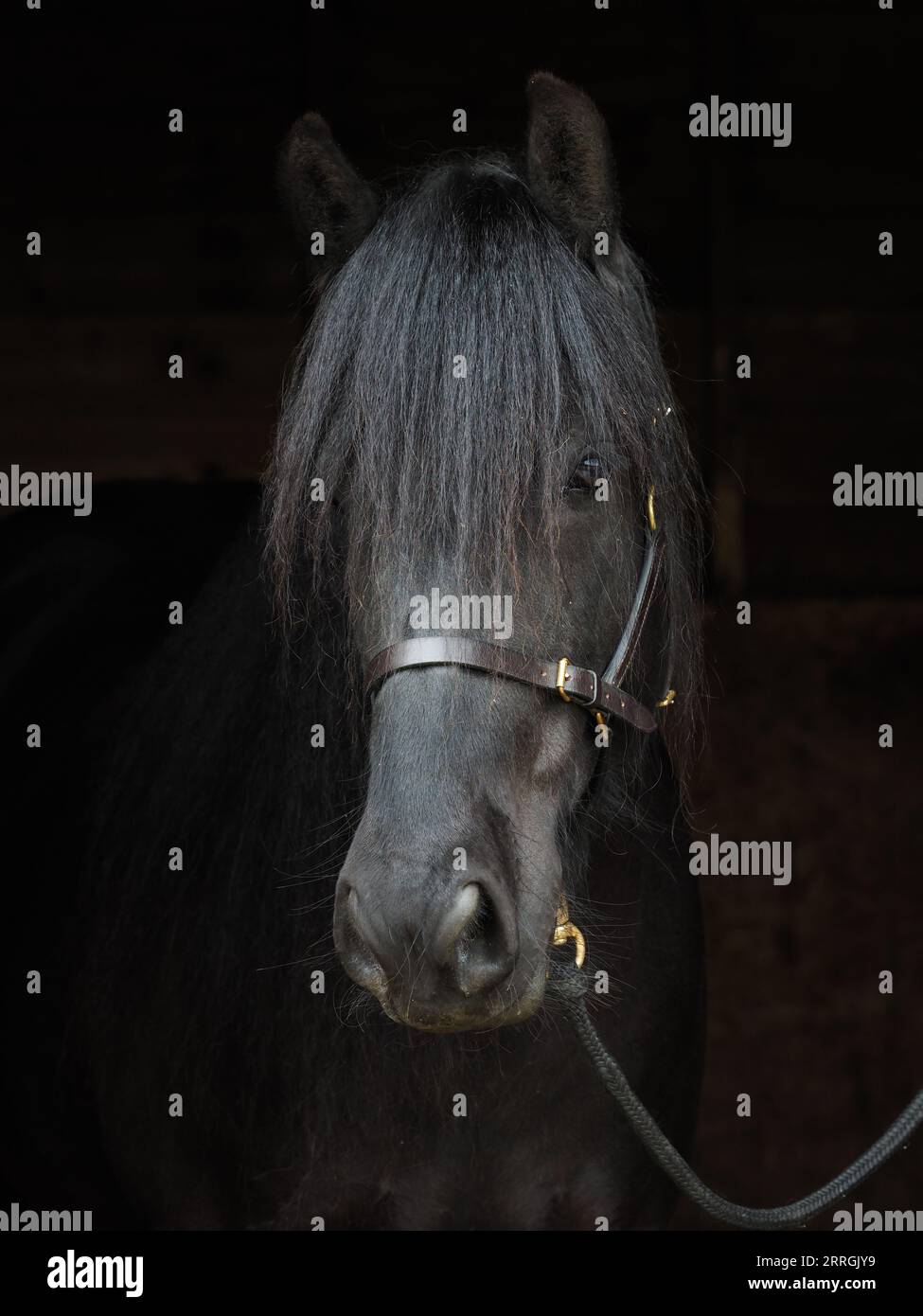 Une vue de tête d'un poney noir rare de race Dales dans un paddock. Banque D'Images