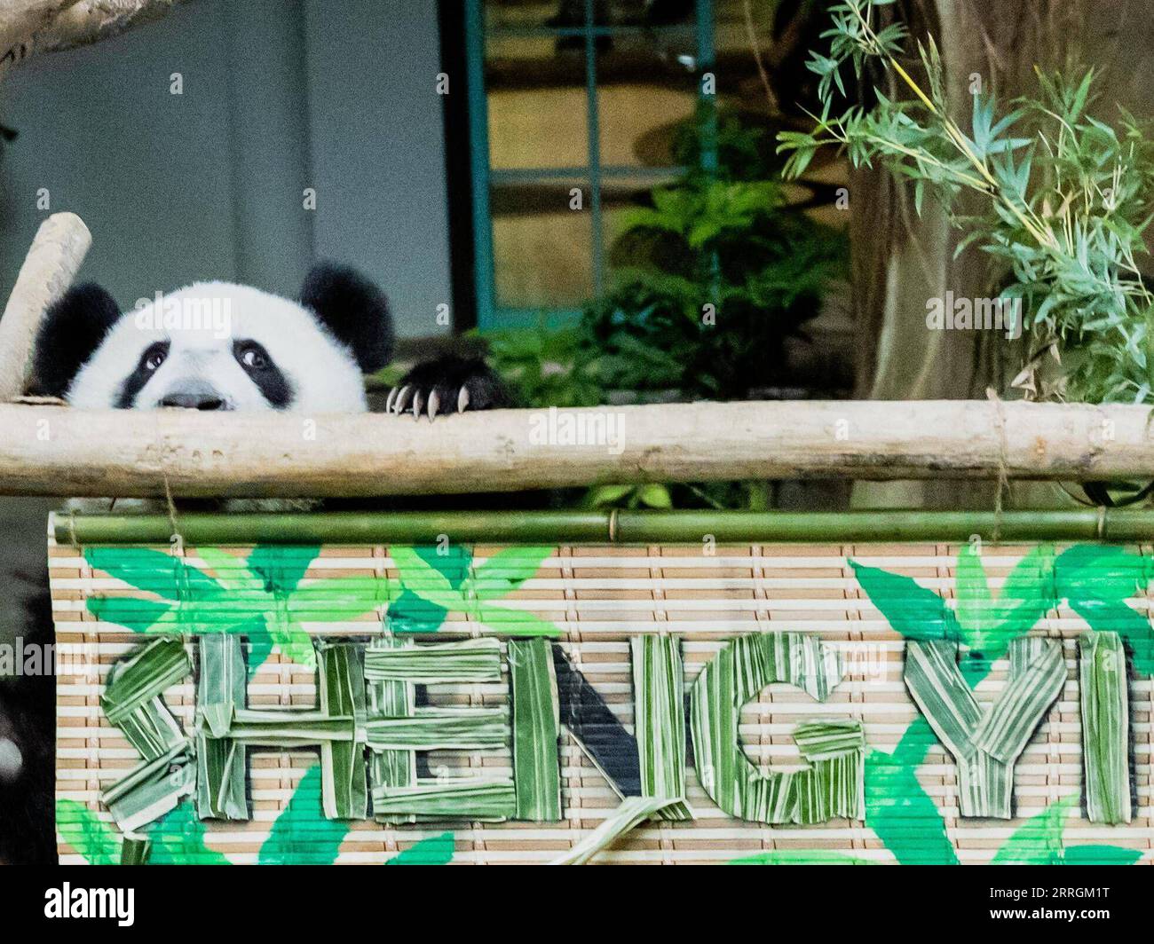 220525 -- KUALA LUMPUR, le 25 mai 2022 -- Sheng Yi, petit panda géant, joue au zoo Negara près de Kuala Lumpur, Malaisie, le 25 mai 2022. Le troisième petit panda géant élevé localement né en mai de l'année dernière en Malaisie est officiellement nommé Sheng Yi, ce qui signifie paix et amitié. Le nom indique également la volonté du gouvernement malaisien de renforcer ses liens diplomatiques avec la Chine, selon un communiqué de presse du ministre malaisien de l'énergie et des Ressources naturelles Takiyuddin Hassan. MALAISIE-KUALA LUMPUR-GÉANT PANDA-SHENG YI ZHUXWEI PUBLICATIONXNOTXINXCHN Banque D'Images