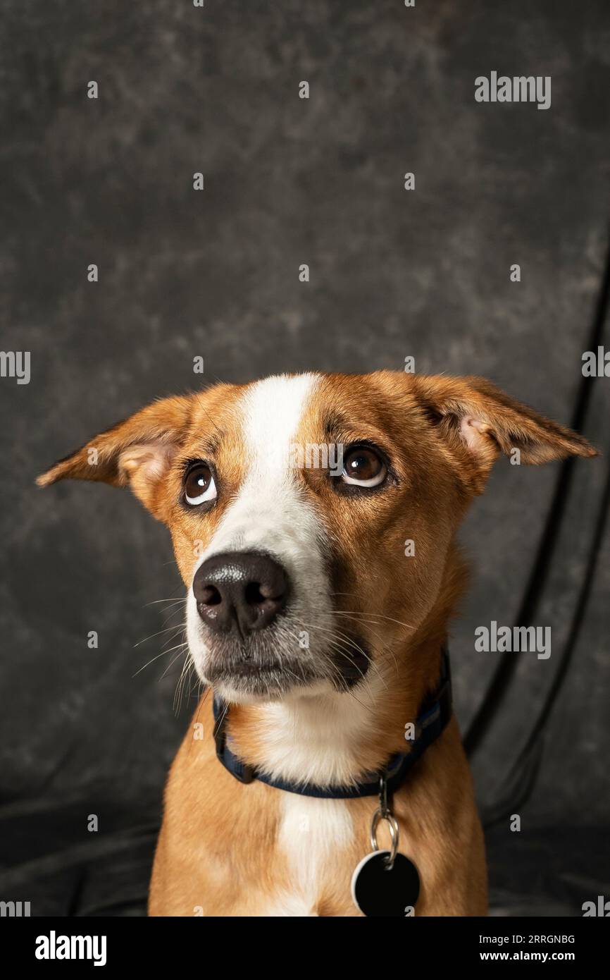 Mumbai, Inde septembre 7 2023 Un portrait de chien de race Indie de couleur orange et blanche avec des yeux aqueux regardant curieusement quelque part avec un fond sombre Banque D'Images