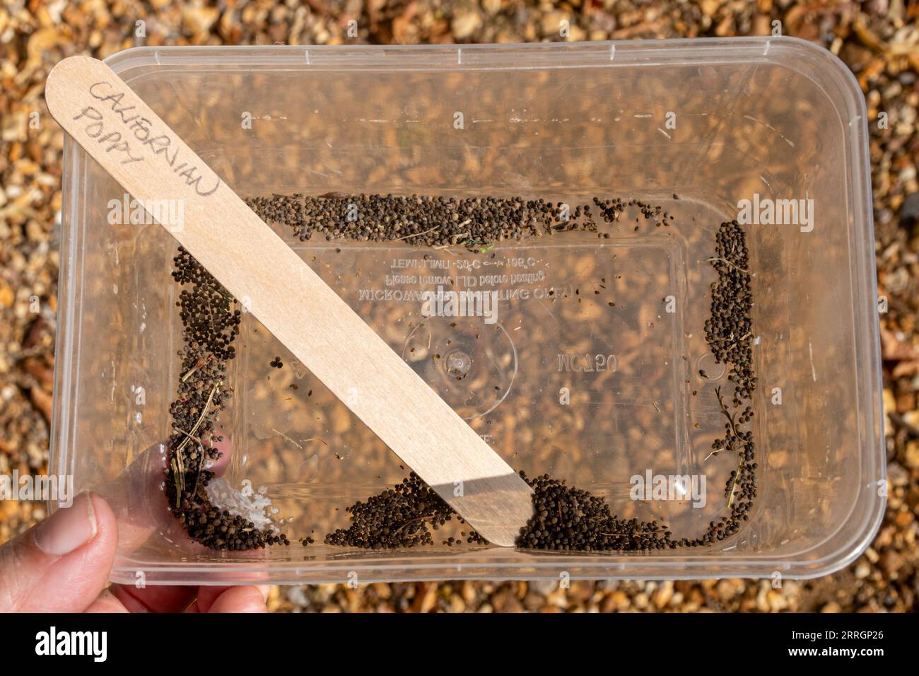 Graines de pavot californiennes récoltées à partir de fleurs dans un récipient en plastique pour être séchées et plantées, Royaume-Uni Banque D'Images Graines de pavot californiennes récoltées à partir de fleurs dans un récipient en plastique pour être séchées et plantées, Royaume-Uni Banque D'Images