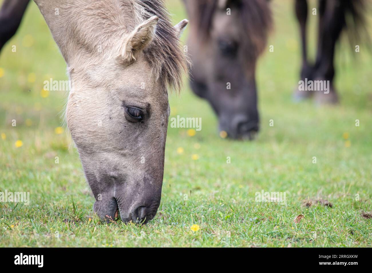 Gros plan d'un cheval sauvage en pâturage - Equus Ferus - dans la réserve naturelle de Marielyst Banque D'Images