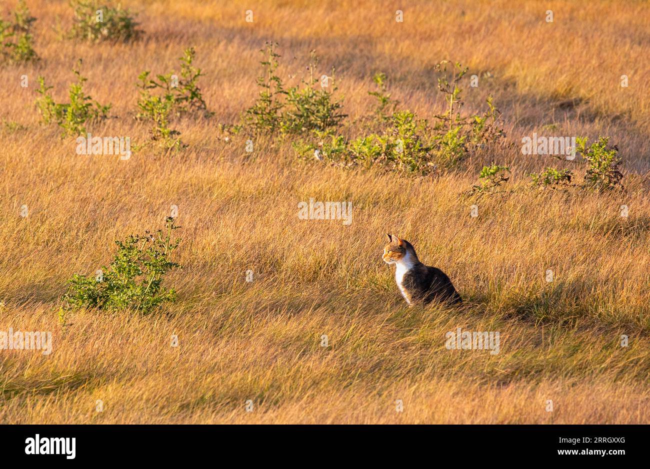 Belle photo d'un chat assis sur une prairie au coucher du soleil Banque D'Images