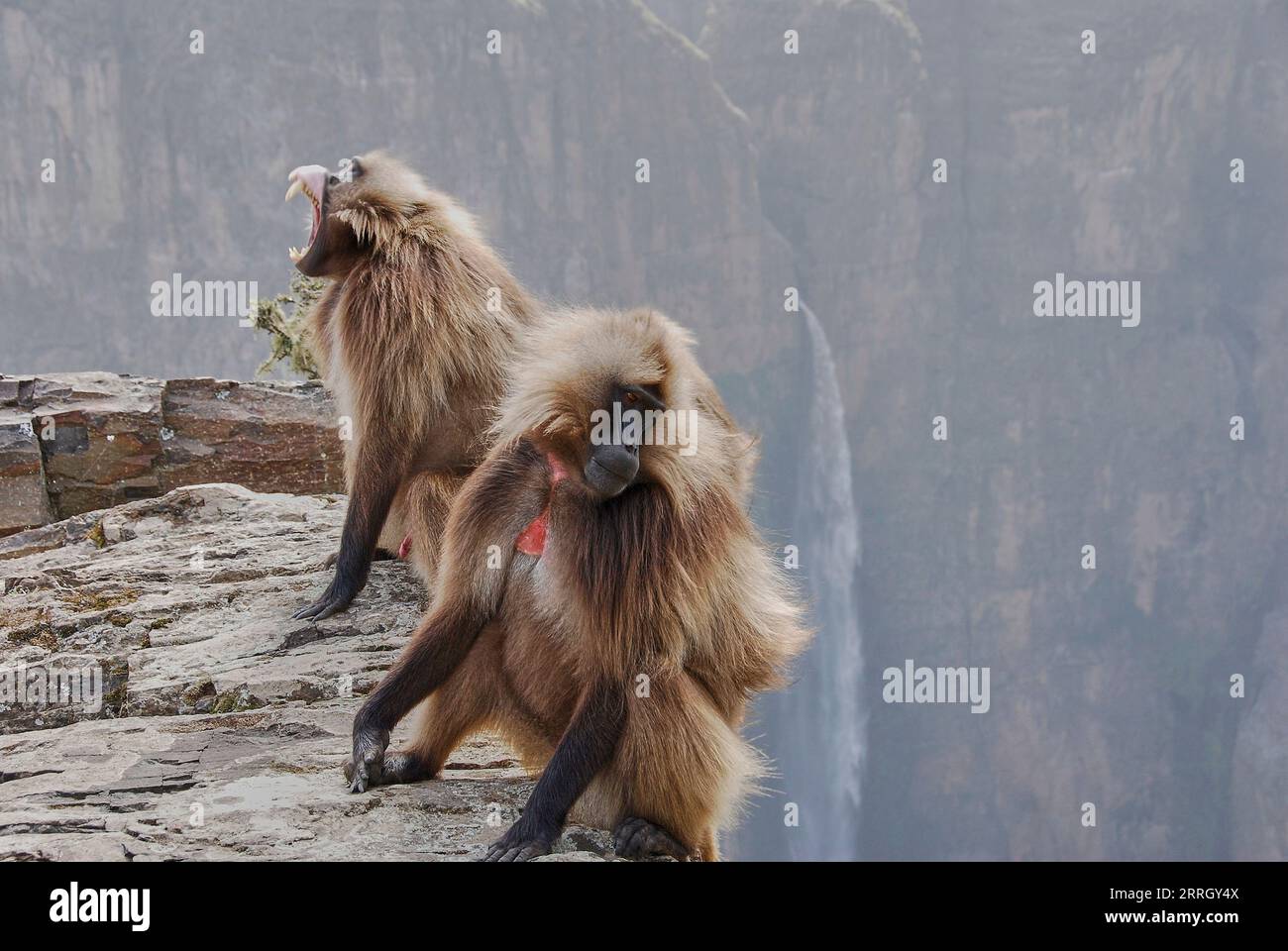 Gelada, Heropithecus Gelada, les singes à cœur saignant ou encore le babouin Gelada sont endémiques des hauts plateaux éthiopiens, leur habitat naturel dans le Simien Banque D'Images