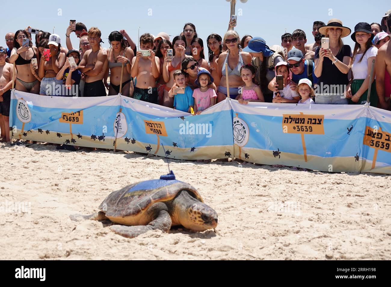 220607 -- HADERA, le 7 juin 2022 -- Une tortue de mer est relâchée à la mer par le Centre israélien de sauvetage des tortues de mer sur une plage près de la ville israélienne de Hadera le 6 juin 2022. Le Centre israélien de sauvetage des tortues marines a été créé en 1999 par l’Autorité israélienne de la nature et des parcs dans le but de réhabiliter les tortues marines blessées et de les ramener à l’état sauvage après leur rétablissement. Depuis sa création, le centre a pris soin de plus de 700 personnes et environ 70 pour cent d'entre elles ont été relâchées en pleine mer. ISRAËL-HADERA-SEA TURTLE RESCUE CENTER WANGXZHUOLUN PUBLICATIONXNOTXINX Banque D'Images