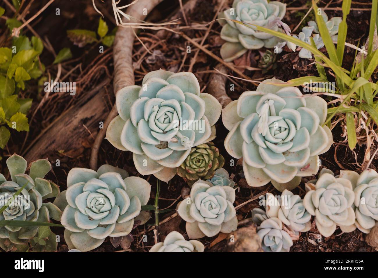 diverses plantes succulentes se rapprochent Banque D'Images