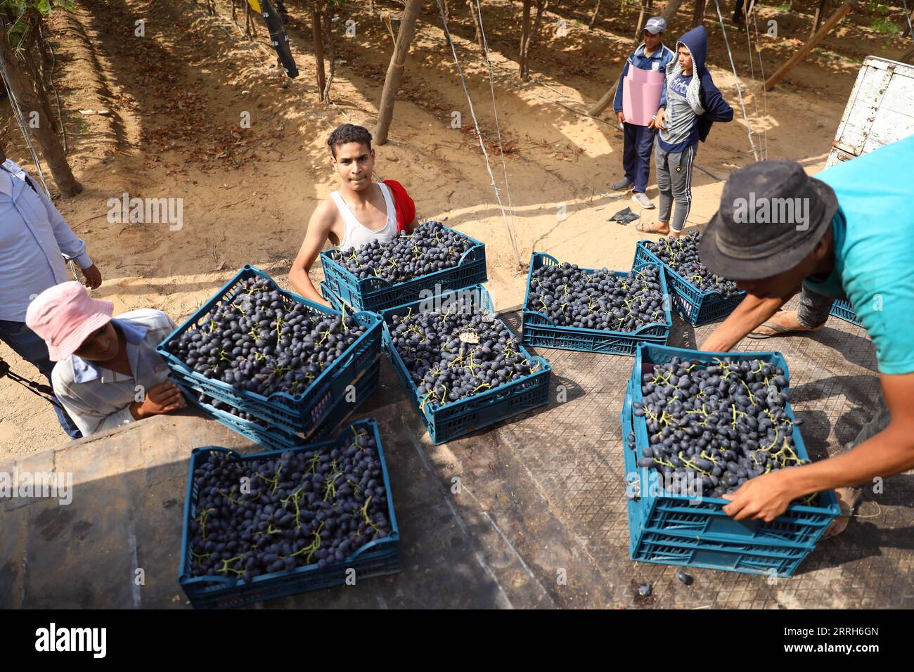 220616 -- MENOUFIA EGYPTE, 16 juin 2022 -- des gens ramassent les raisins nouvellement récoltés dans une ferme de la province de Menoufia, Egypte, le 16 juin 2022. ÉGYPTE-MENOUFIA-VENDANGE AhmedxGomaa PUBLICATIONxNOTxINxCHN Banque D'Images