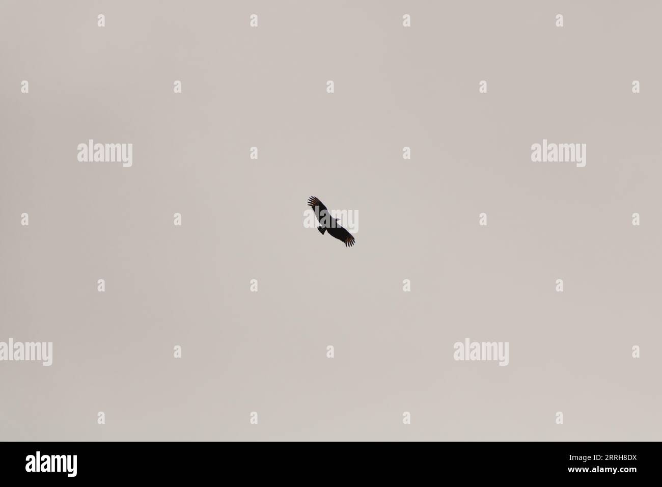 oiseau solitaire volant dans le ciel Banque D'Images