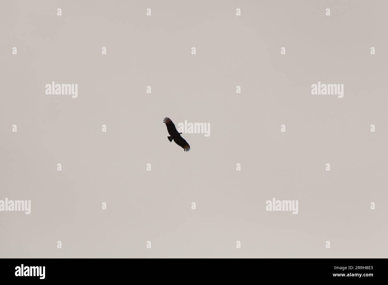 oiseau noir volant dans le ciel Banque D'Images