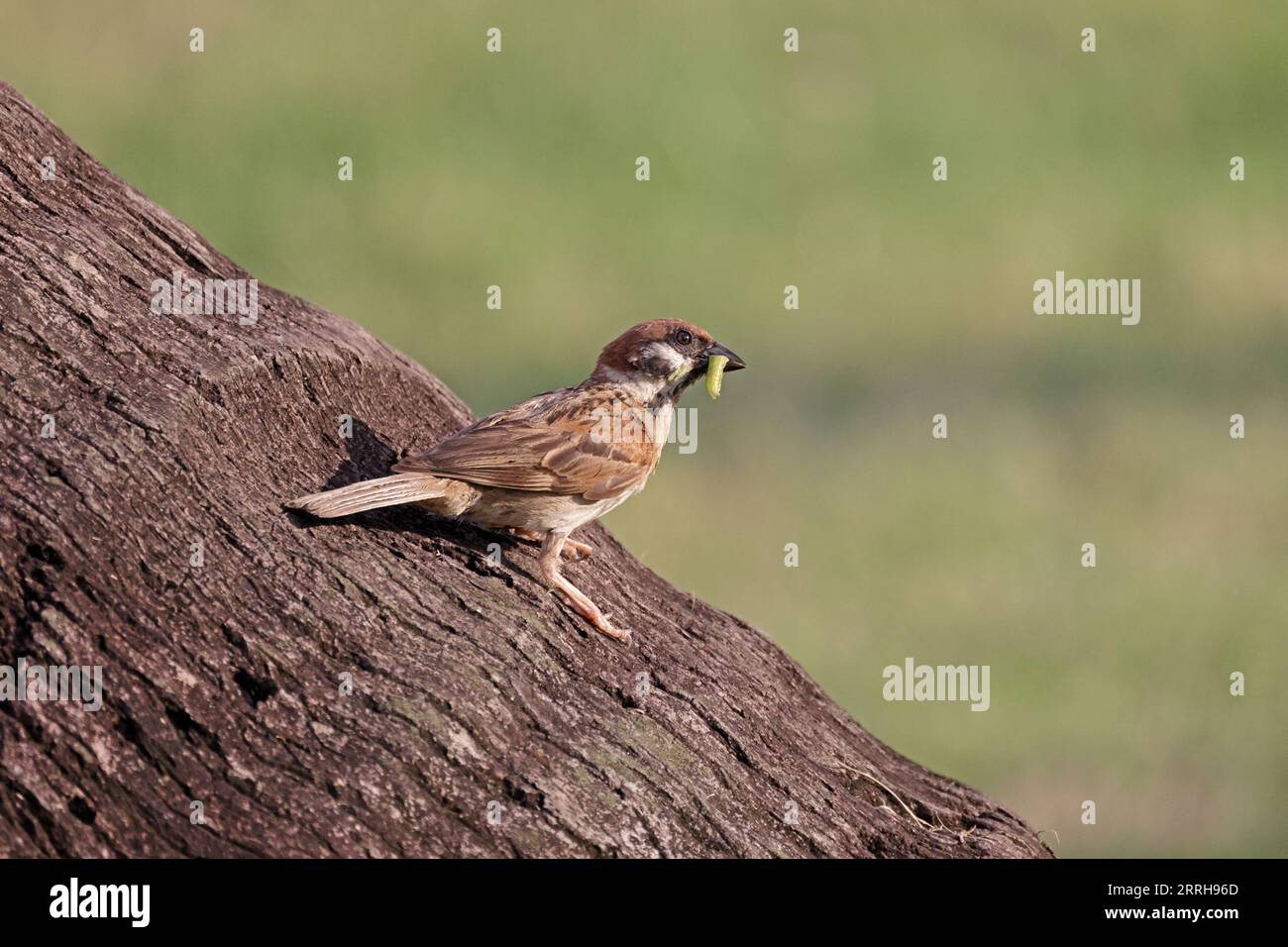 Le moineau eurasien avec une chenille à Singapour Banque D'Images