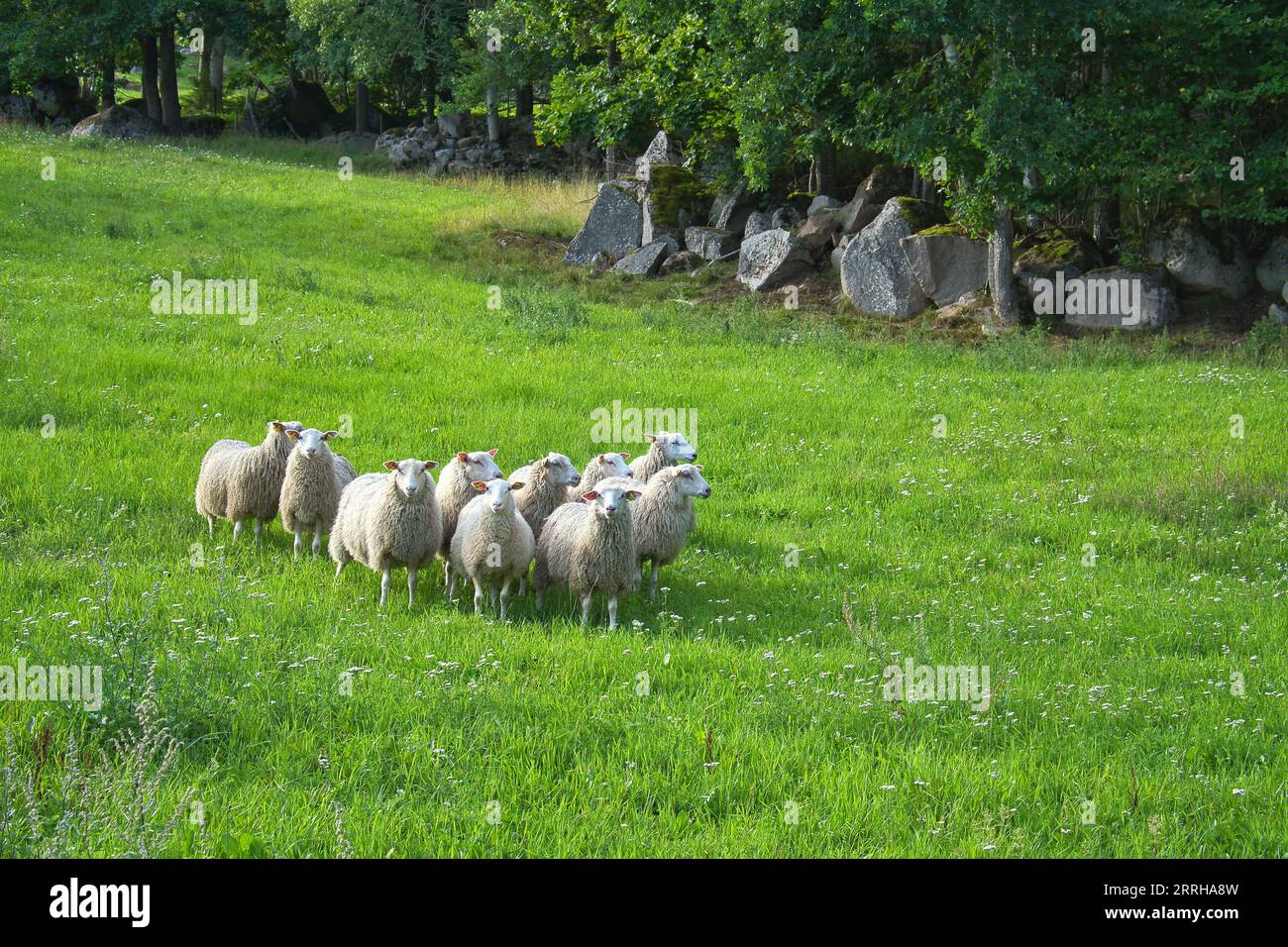 Troupeau de moutons sur une prairie verte d'herbe. Paysage scandinave. Animal de ferme avec laine. Tir d'animal Banque D'Images