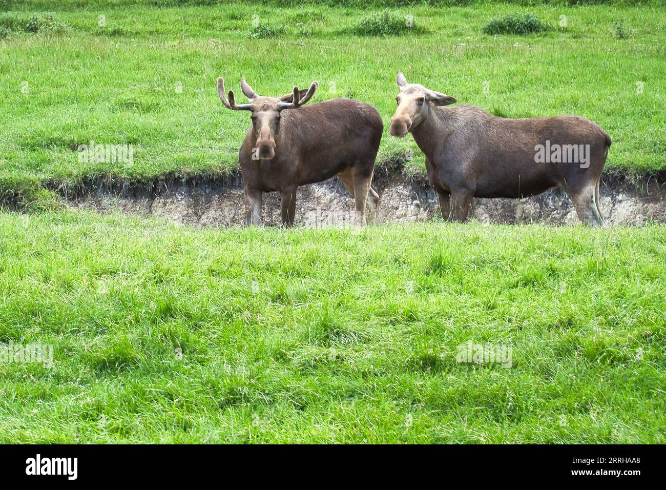 Deux orignaux dans le fossé sur une prairie verte en Scandinavie. Roi des forêts en Suède. Le plus grand mammifère d'Europe. Photo d'animal Banque D'Images