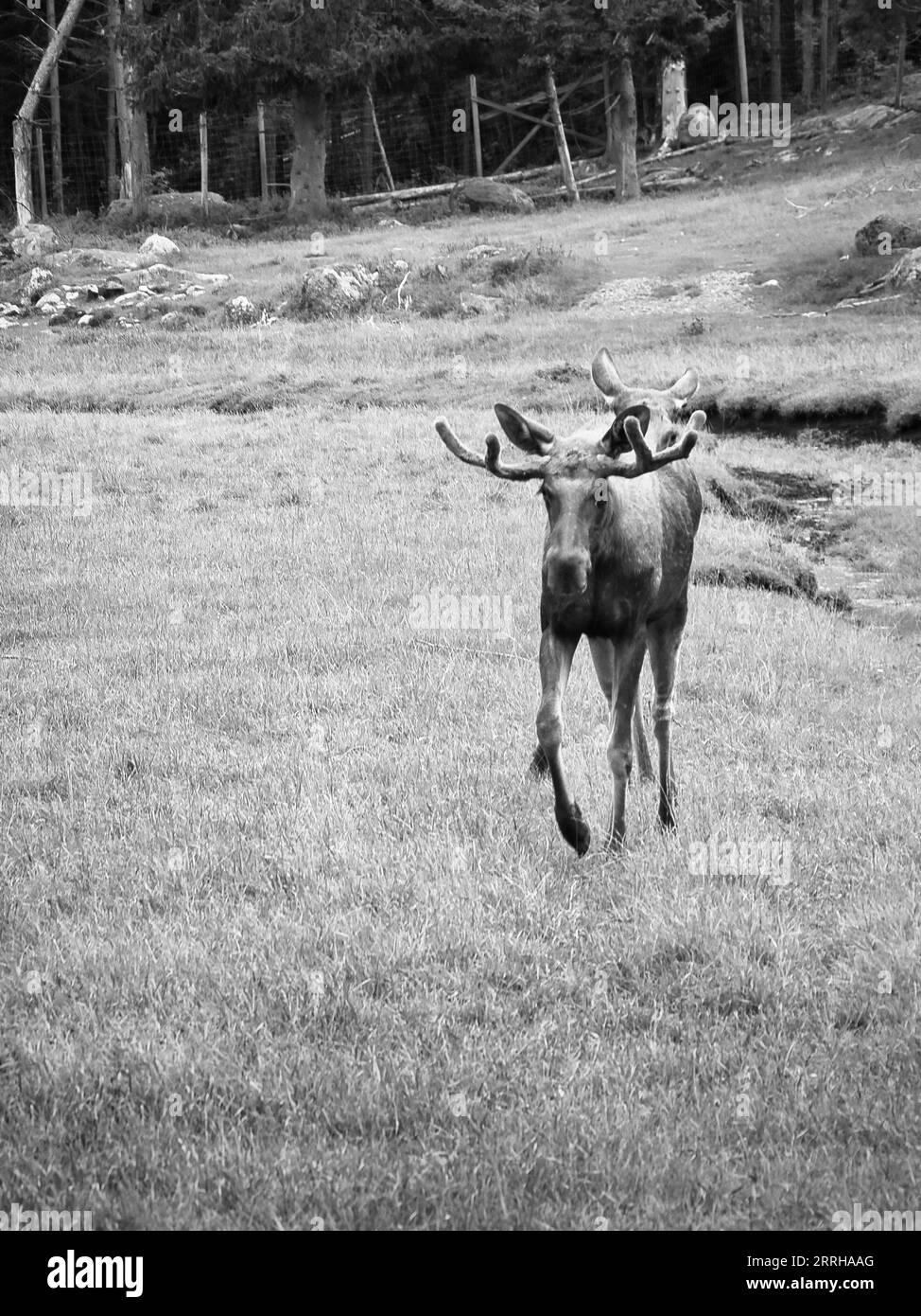 Moose sur une prairie verte en Scandinavie en noir et blanc. Roi des forêts en Suède. Le plus grand mammifère d'Europe. Photo d'animal Banque D'Images Moose sur une prairie verte en Scandinavie en noir et blanc. Roi des forêts en Suède. Le plus grand mammifère d'Europe. Photo d'animal Banque D'Images
