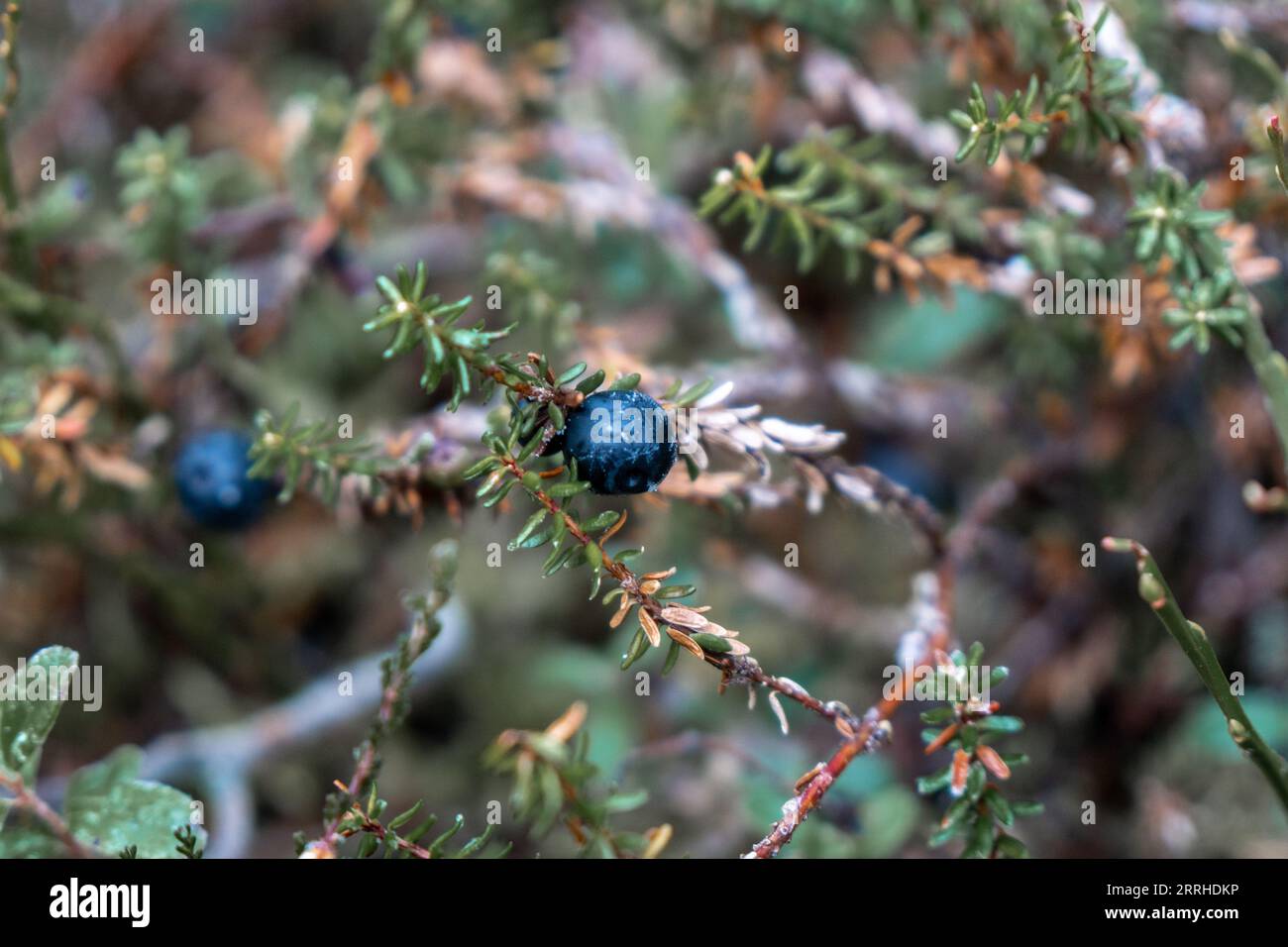 Baies sauvages sur buissons dans une forêt en Laponie en hiver Banque D'Images