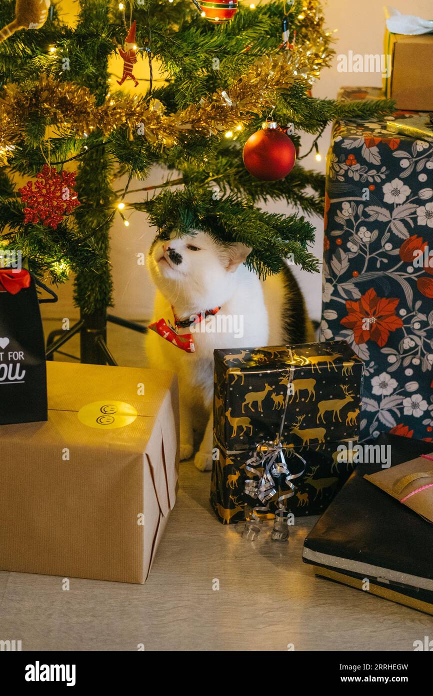 Un chat noir et blanc festif avec un noeud papillon assis au milieu de cadeaux enveloppés undeneath l'arbre de noël, frottant l'arbre Banque D'Images
