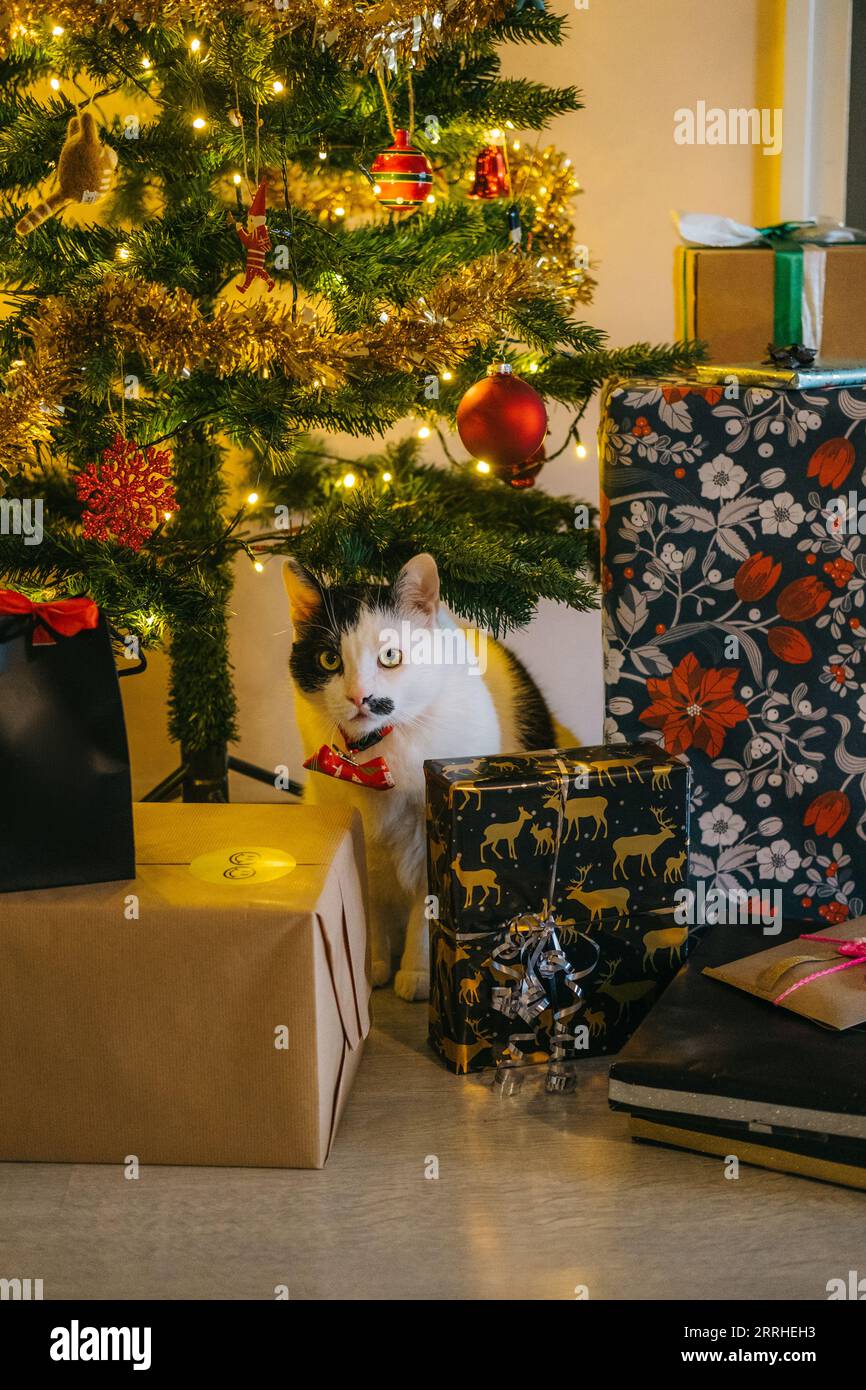 Un chat noir et blanc festif avec un noeud papillon assis au milieu de cadeaux enveloppés undeneath le sapin de noël, regardant dans la caméra Banque D'Images