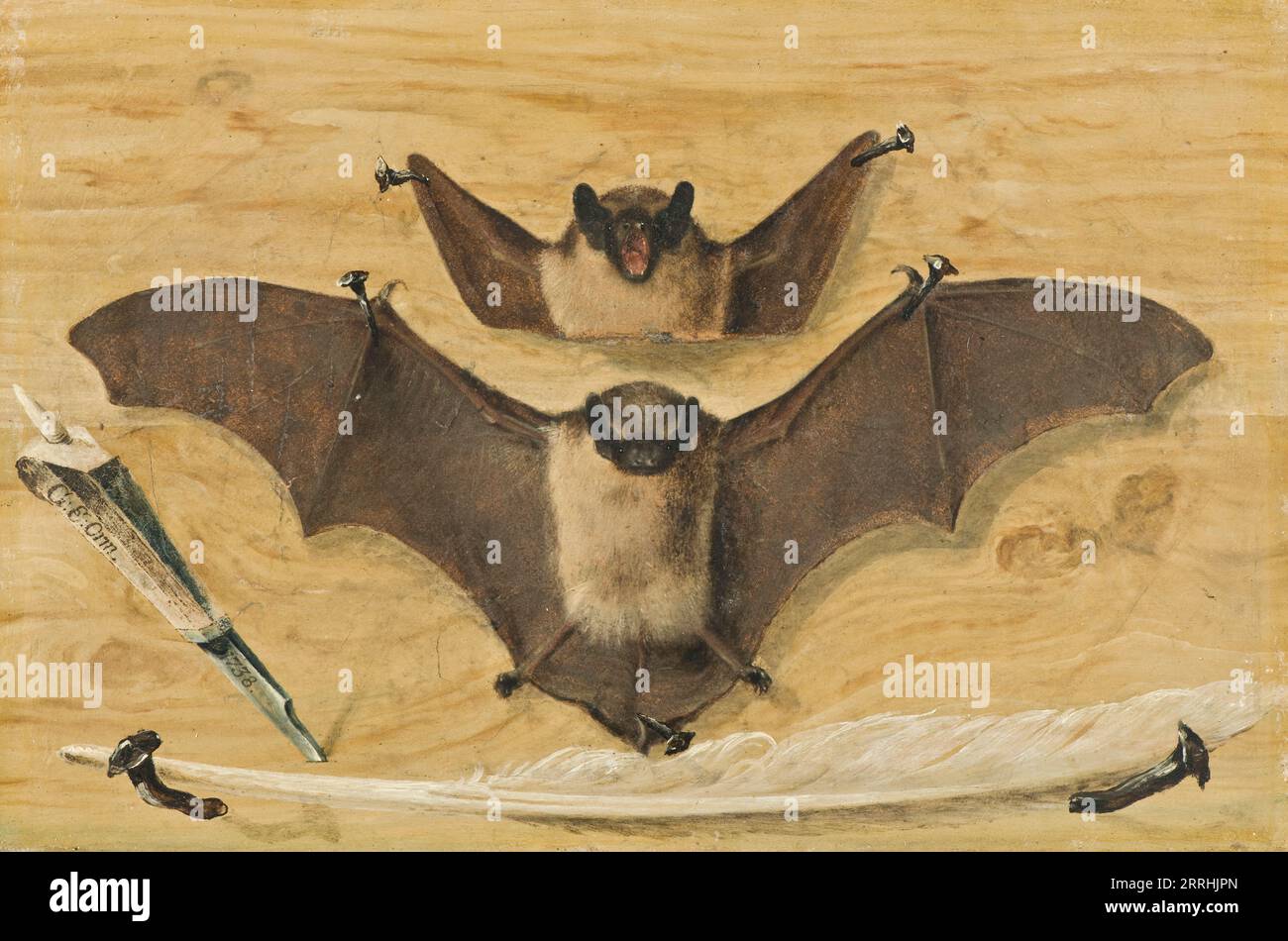 Trompe l'oeil : deux chauves-souris clouées à un mur de bois, couteau et plume ("The Bat Painting"), 1738. Banque D'Images