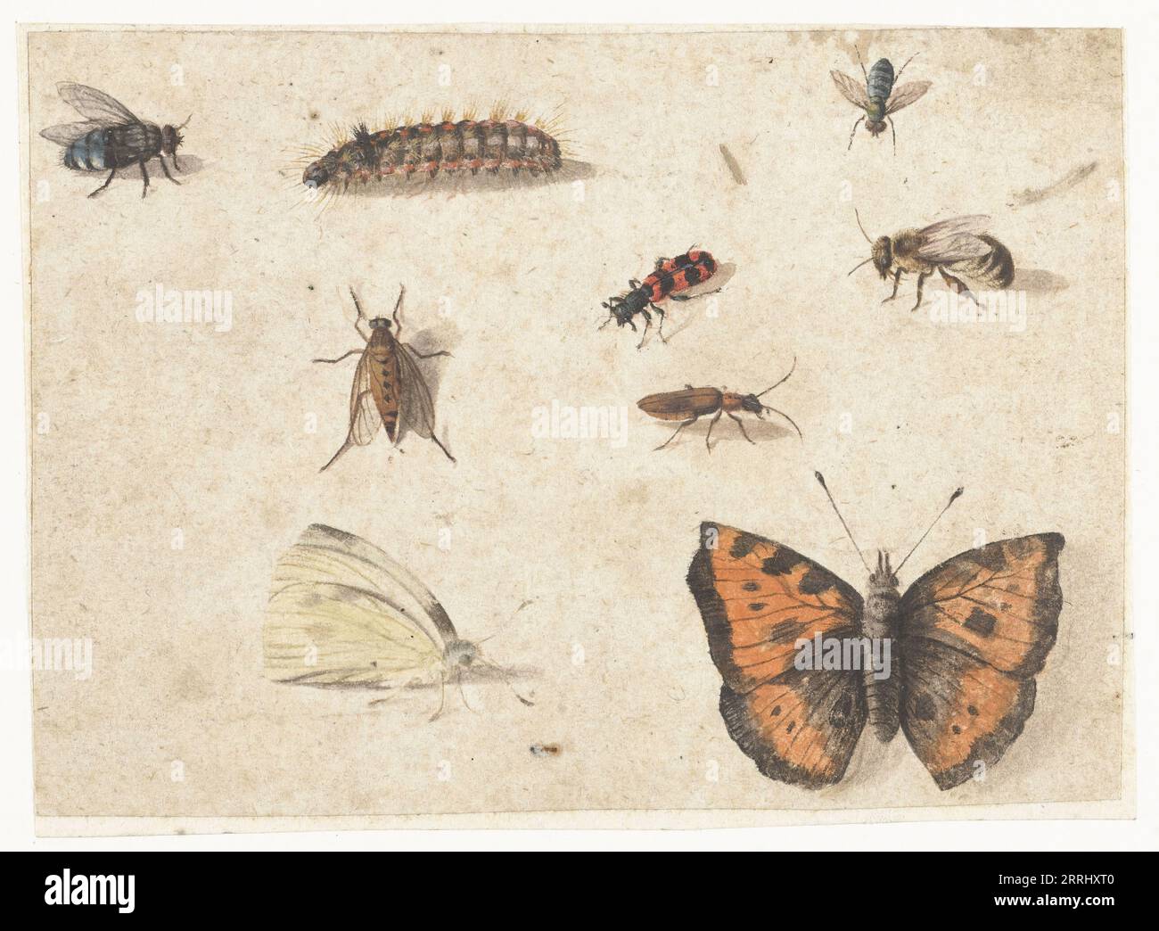 Fiche d'études de neuf insectes, c.1653-c.1661. Banque D'Images