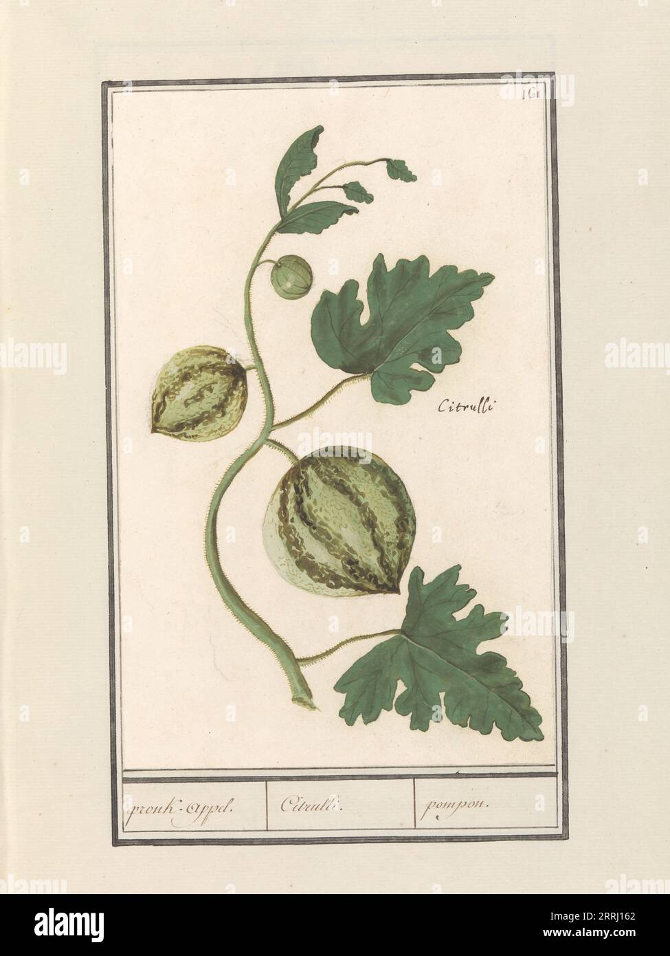 Pastèque (Citrullus vulgaris), 1596-1610. Commandé par l'empereur Rodolphe II Banque D'Images