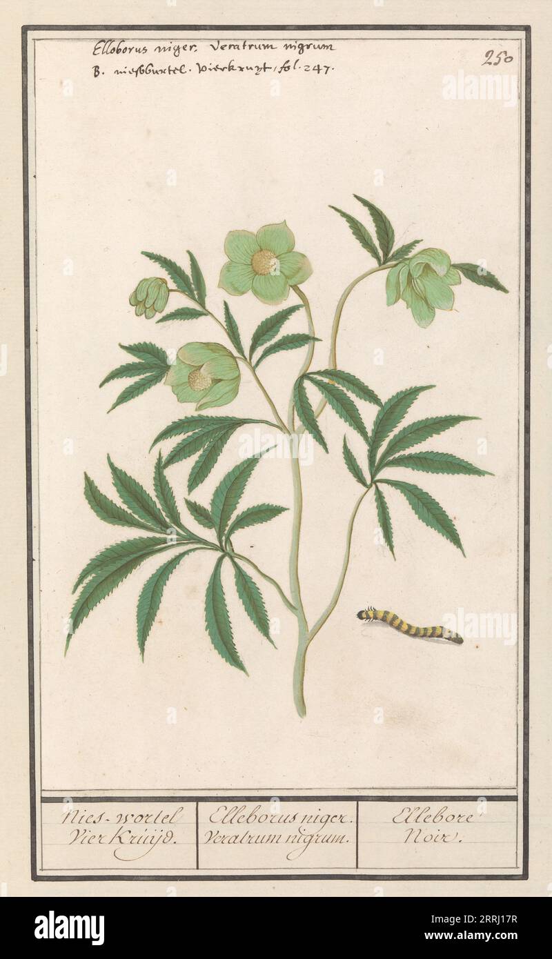 Hellébore (Helleborus), 1596-1610. Commandé par l'empereur Rodolphe II Banque D'Images