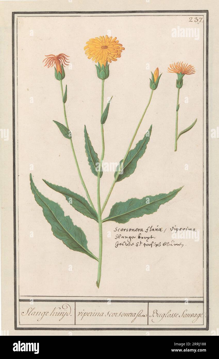 Salsifis inférieur (Scorzonera humilis), 1596-1610. Commandé par l'empereur Rodolphe II Banque D'Images