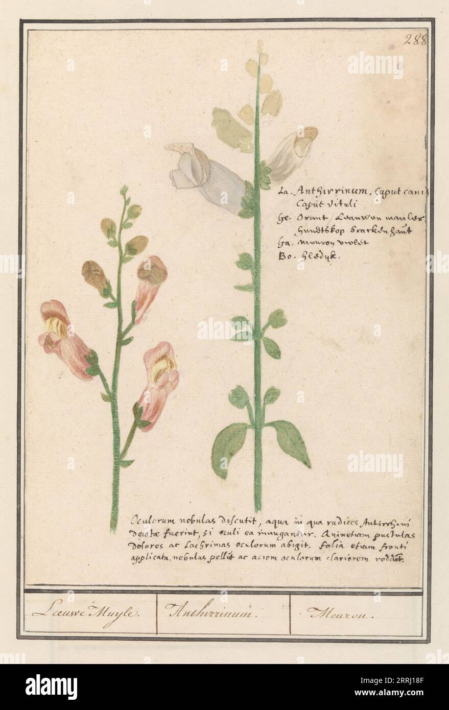 Snapdragon (Antirrhinum), 1596-1610. Commandé par l'empereur Rodolphe II Banque D'Images