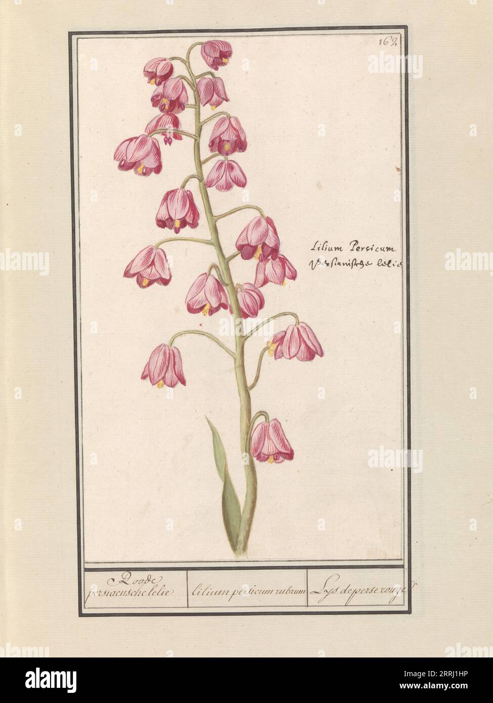 Lys de Perse (Fritillaria persica), 1596-1610. Commandé par l'empereur Rodolphe II Banque D'Images