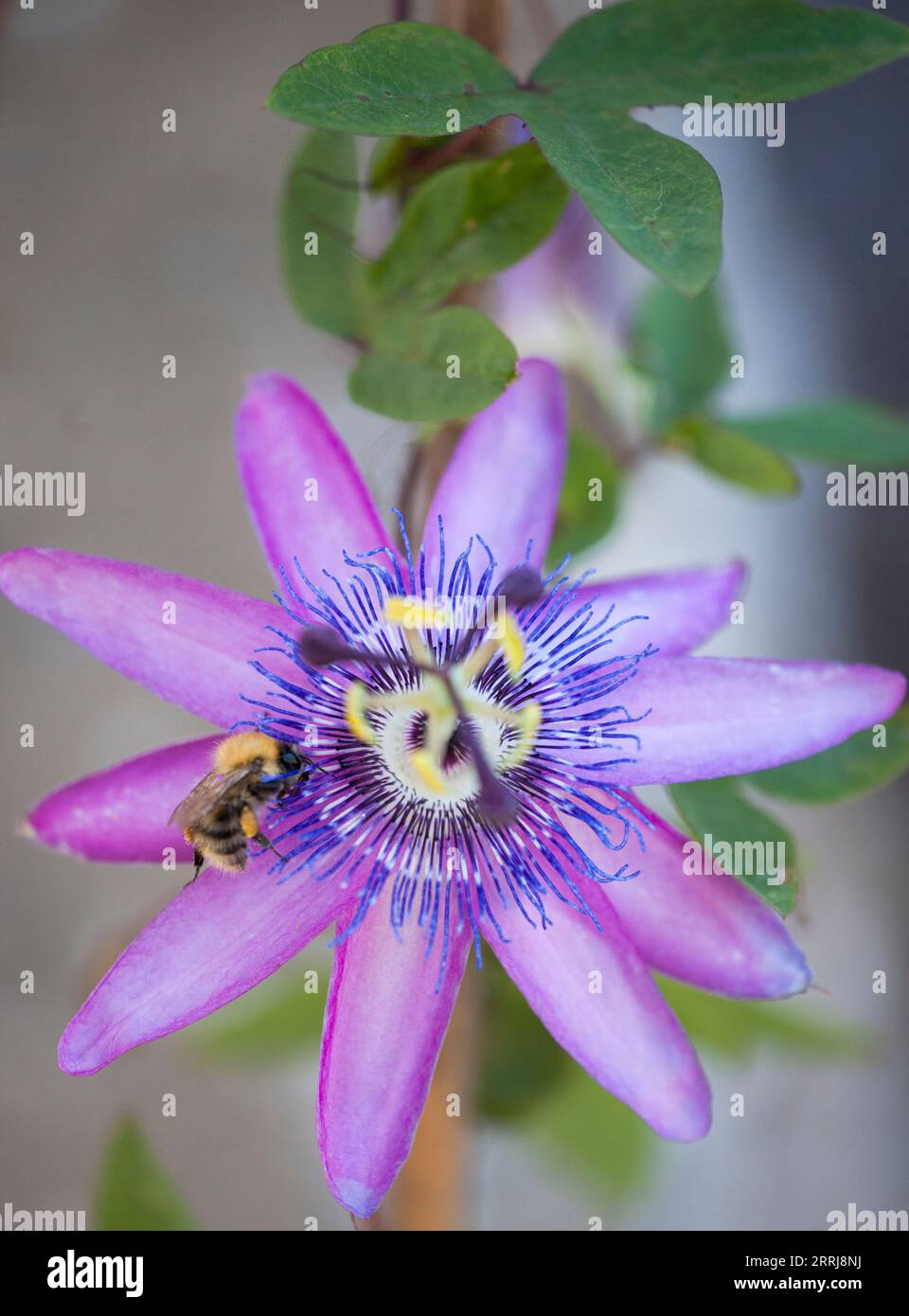 Carder Bee commune s'installant sur une fleur de Passiflora Banque D'Images
