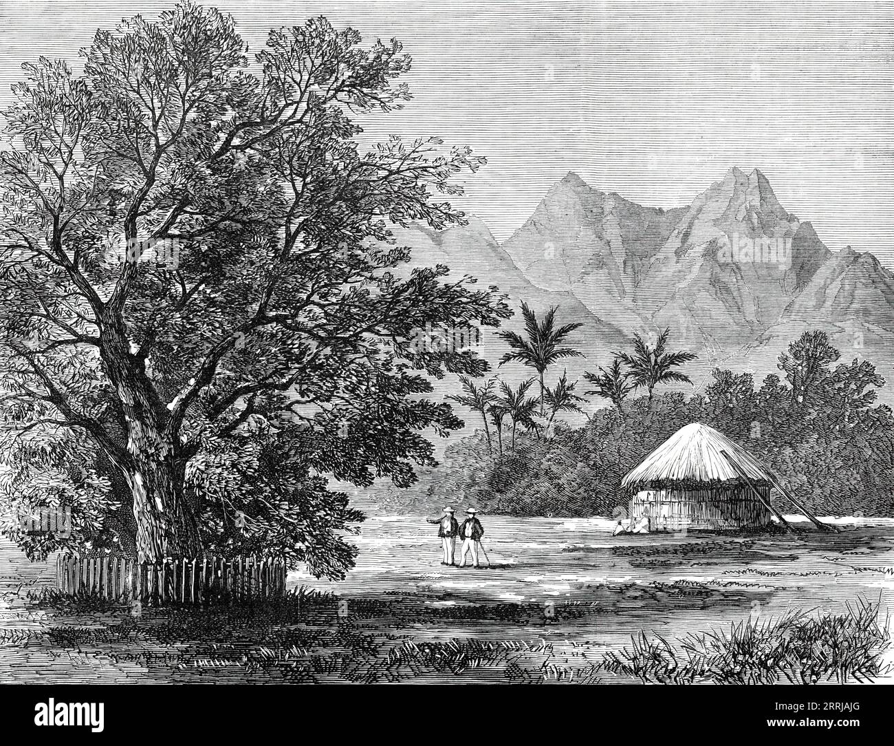 Croquis de H.M.S. Challenger, par M. J. J. Wild : Tamarind Tree, plantés par le capitaine Cook à venus point, Tahiti, 1876. '...le Challenger aperçut les îles de Tahiti et d'Eimeo, et...une excursion était prévue à venus point, l'endroit où Cook, en 1769, il y a un peu plus d'un siècle, installa son observatoire pour observer le transit de Vénus. C'est un promontoire bas et plat, situé à quelques kilomètres à l'est de Papeete... au milieu du paysage de parc avec lequel cet endroit est entouré, un tamarin a été signalé - un planté, selon la tradition, par le capitaine Cook lui-même. Banque D'Images