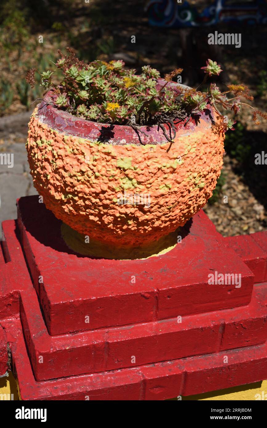 Arbre ornemental Aeonium, Tree Houseleek ou Irish Rose, Aeonium arborem, succulente croissance dans kitsch planter ou Colourful Plant Pot Banque D'Images