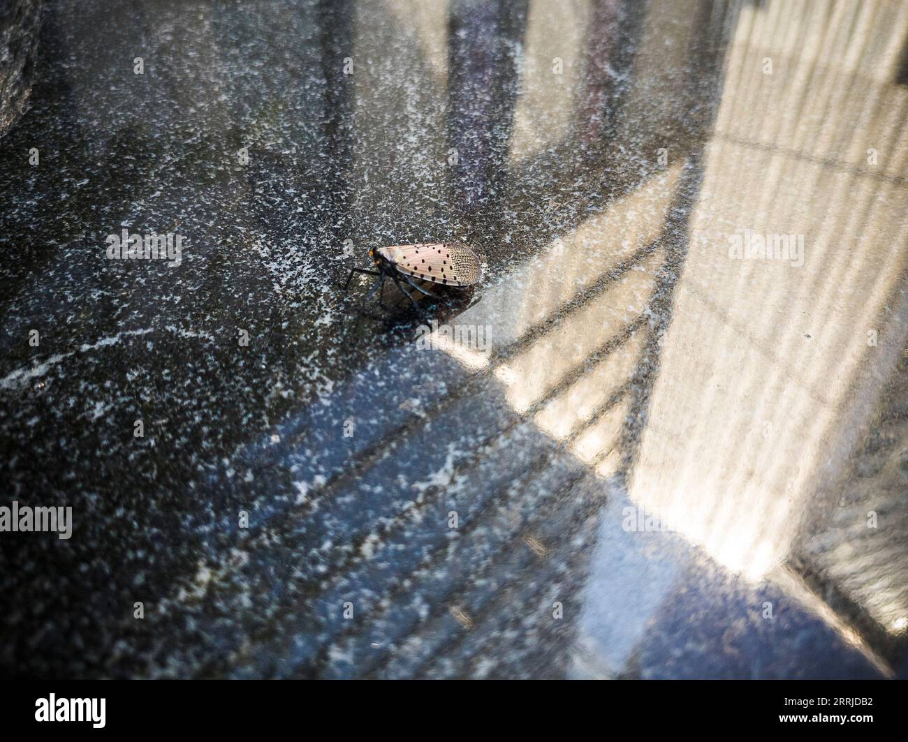 Repéré Lanternfly dans le quartier Hudson yards à New York le mercredi 6 septembre 2023. (© Richard B. Levine) Banque D'Images