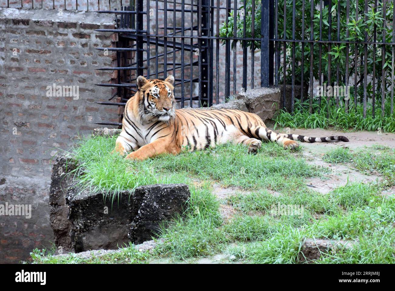 220730 -- LAHORE, le 30 juillet 2022 -- Un tigre du Bengale est vu dans un zoo lors de la Journée internationale du tigre à Lahore, au Pakistan, le 29 juillet 2022. Photo de /Xinhua PAKISTAN-LAHORE-INTERNATIONAL TIGER DAY Sajjad PUBLICATIONxNOTxINxCHN Banque D'Images