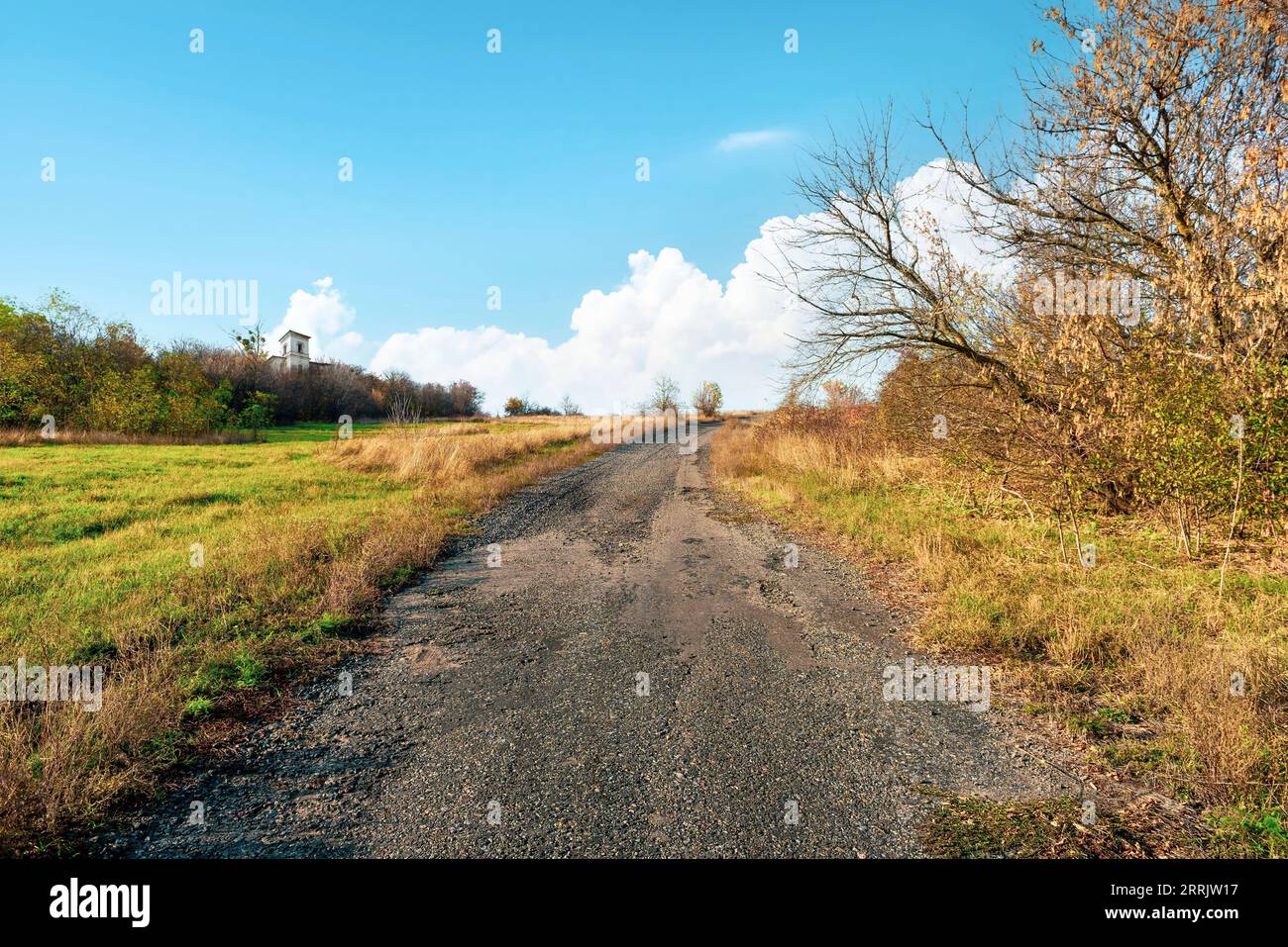 Chemin dans une forêt d'automne à sunny day Banque D'Images